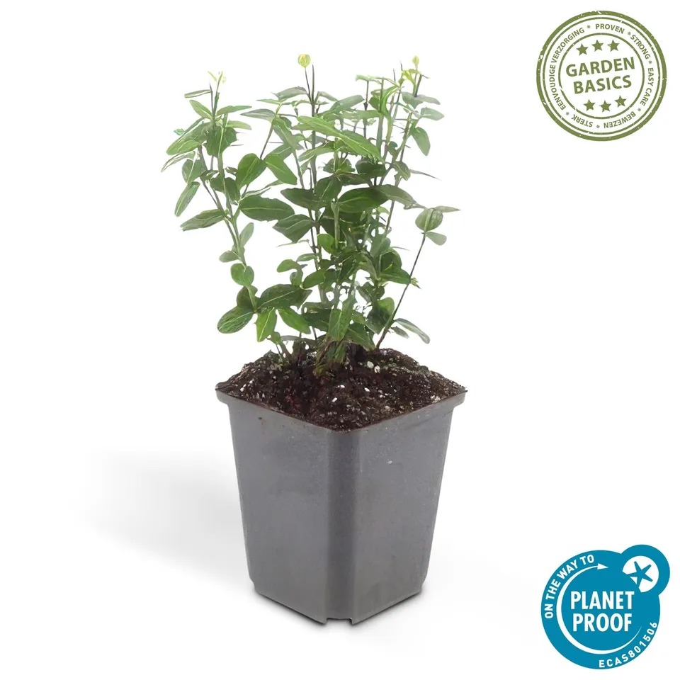 green-guardia-spindelstrauch-radicans-6-pflanzen-9-cm-topf image 1