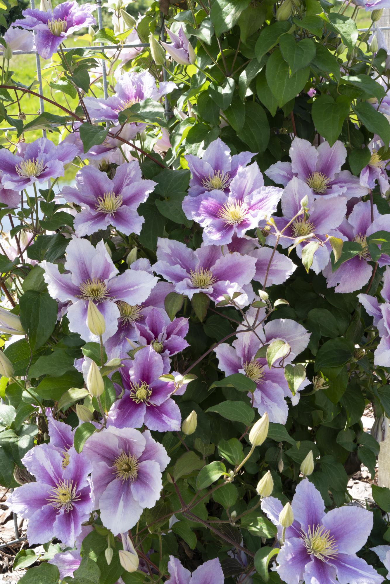 green-guardia-unsere-pflanzen-clematis-piilu-kletterpflanze-15cm-rosa-3x image 2