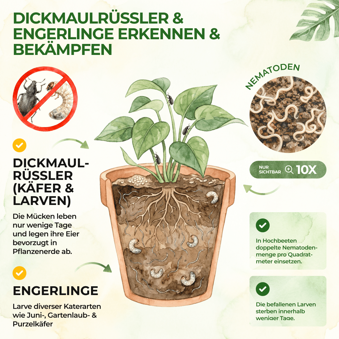 green-guardia-hb-nematoden-dickmaulr-ssler-5-mio-10-m image 2