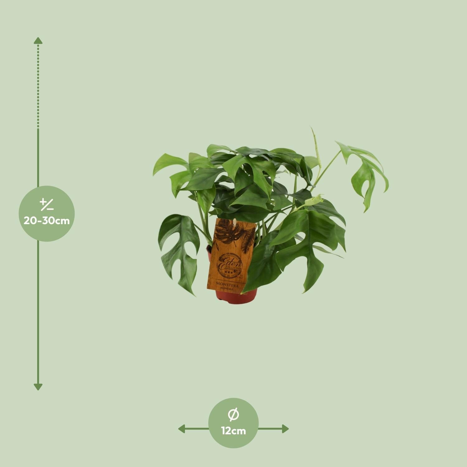 green-guardia-unsere-pflanzen-monstera-minima-zimmerpflanze-25cm-pflegeleicht image 5