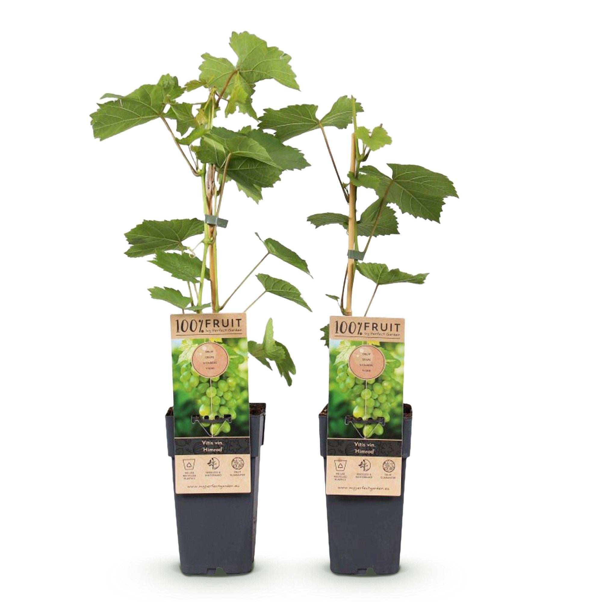 green-guardia-vitis-himrod-tafeltraube-2-pflanzen-15cm-topf image 2