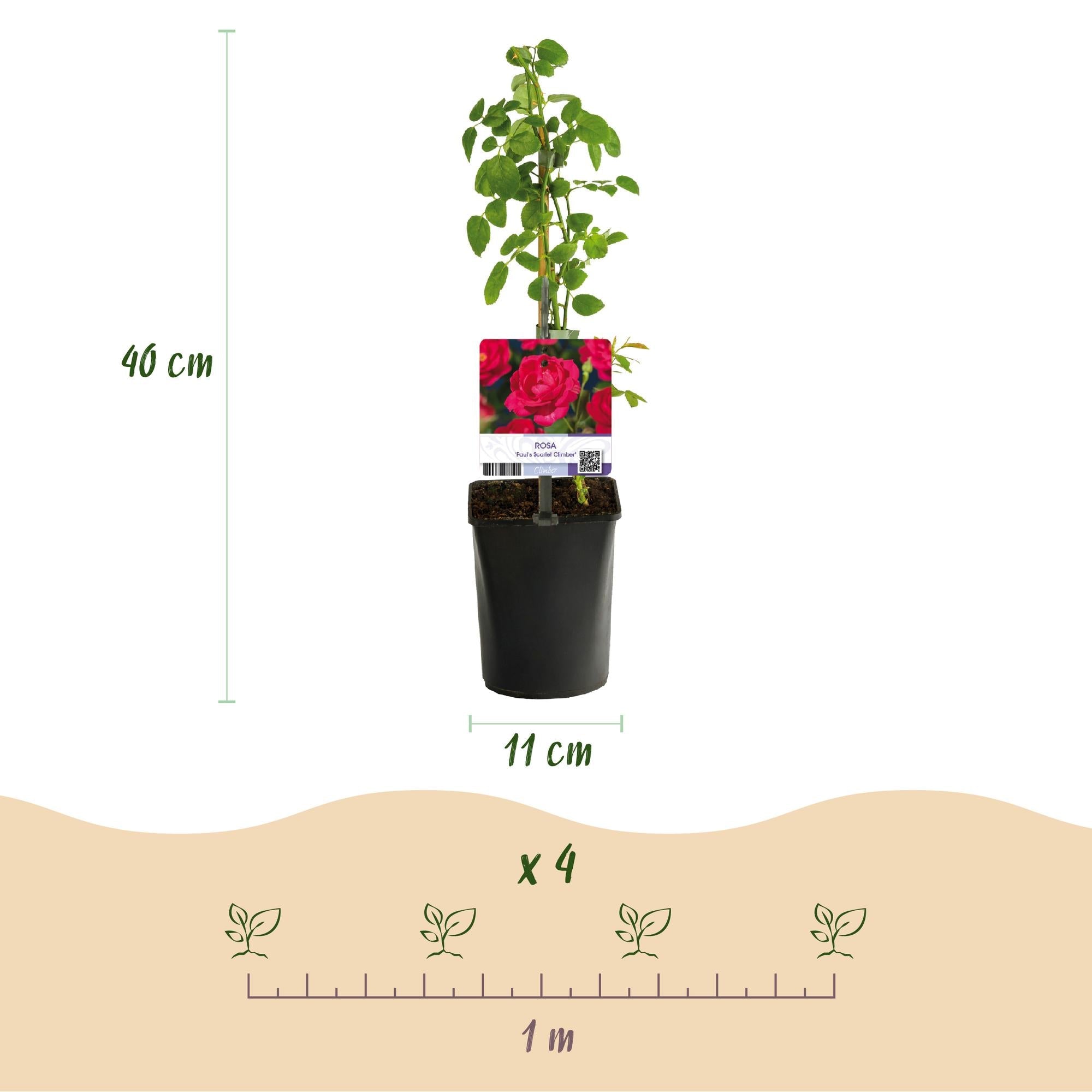 green-guardia-paul-scarlet-climber-kletterrose-2-pflanzen-40-cm image 3
