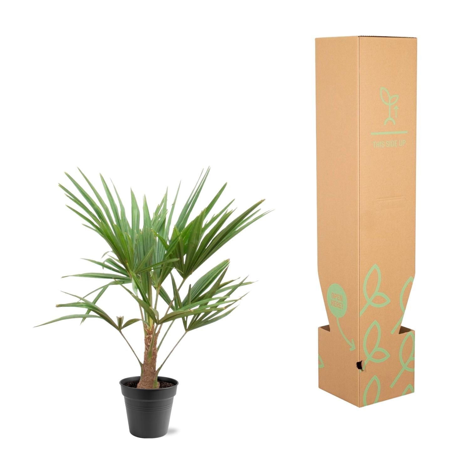 green-guardia-trachycarpus-fortunei-hanfpalme-90-100-cm-21-cm image 3