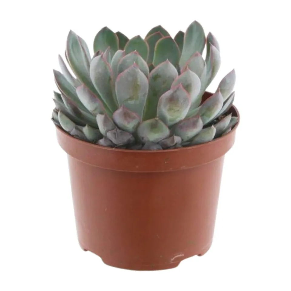 green-guardia-echeveria-pelisuda-sukkulente-17-cm image 1