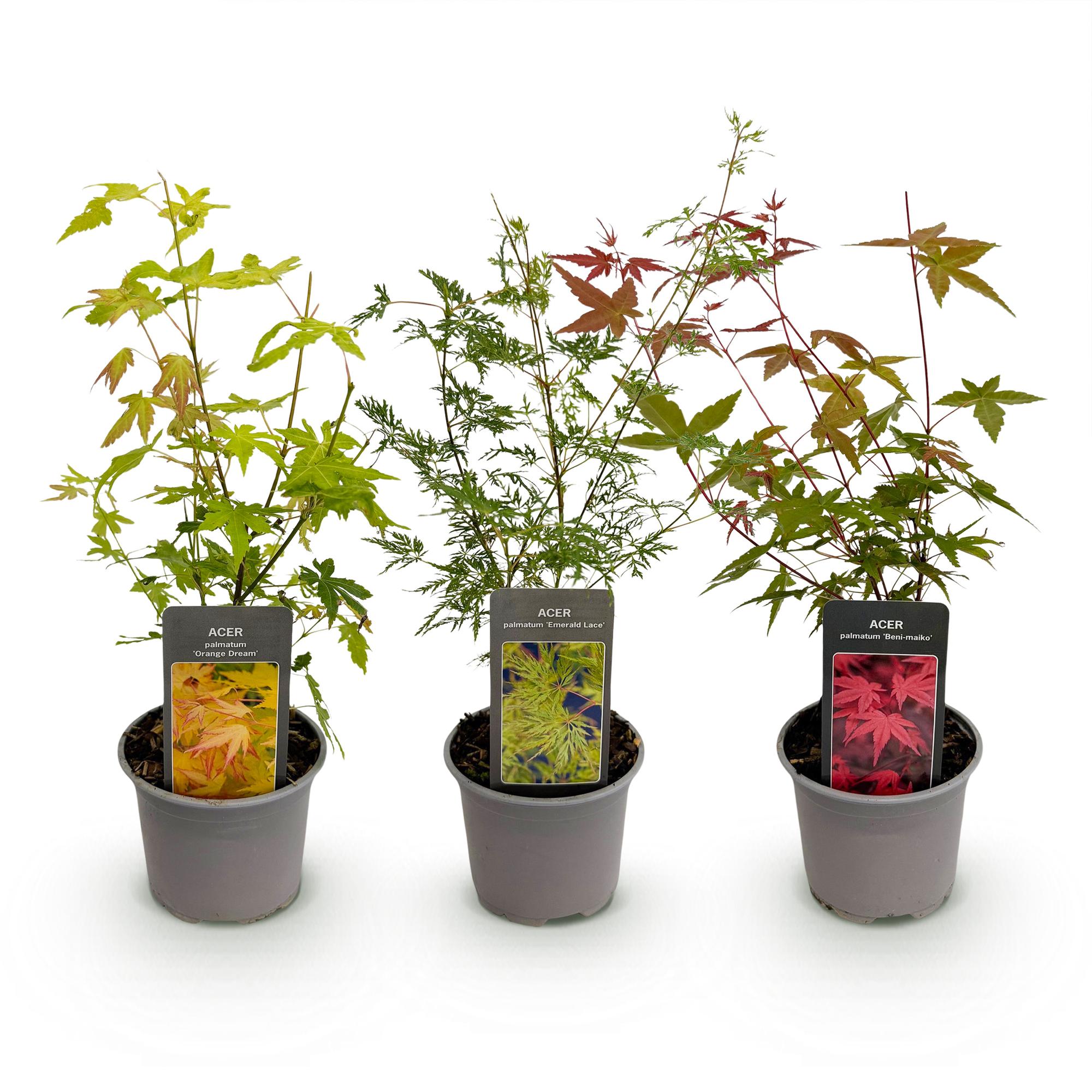 green-guardia-unsere-pflanzen-acer-tricolour-ahorn-3-pflanzen-12cm image 1
