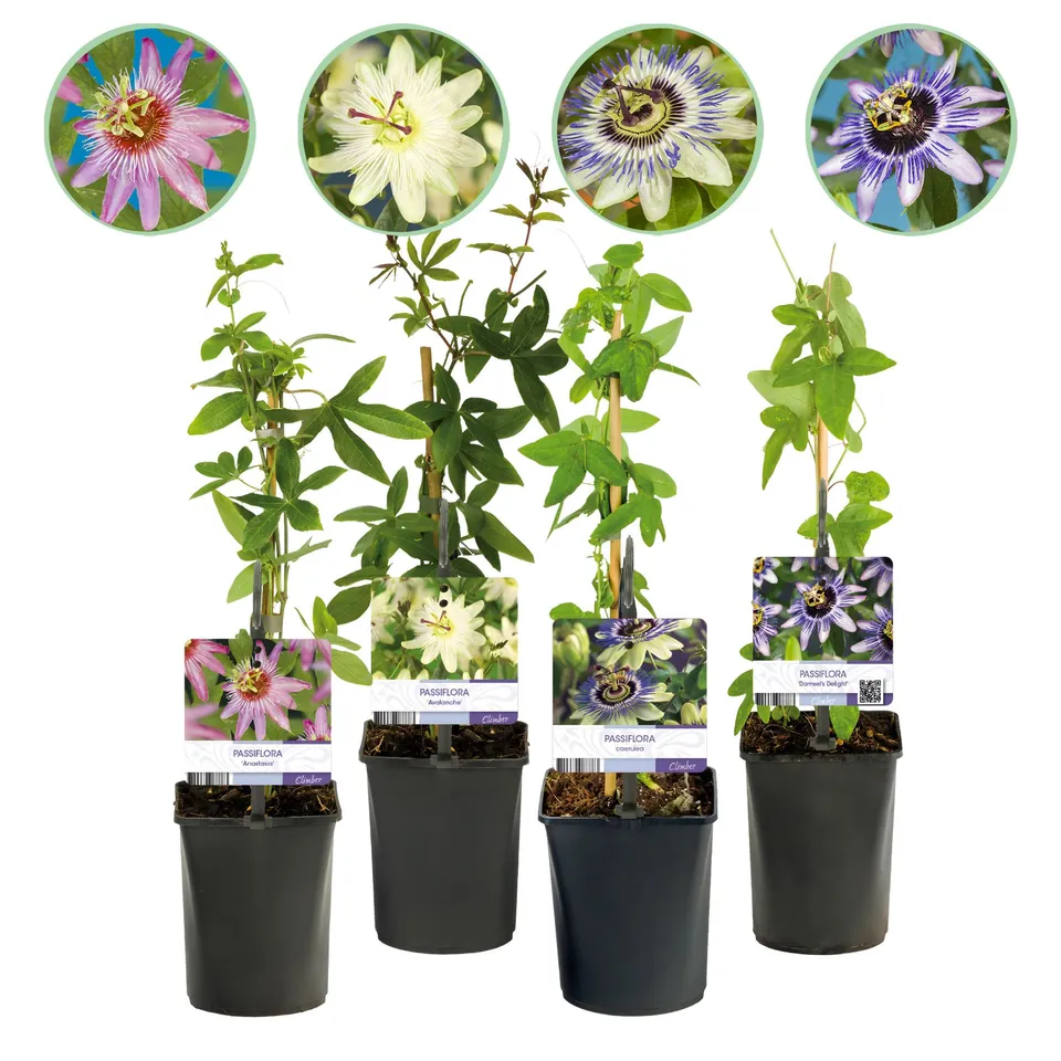 green-guardia-passiflora-rainbow-passionsblume-4er-rosa-40cm image 1