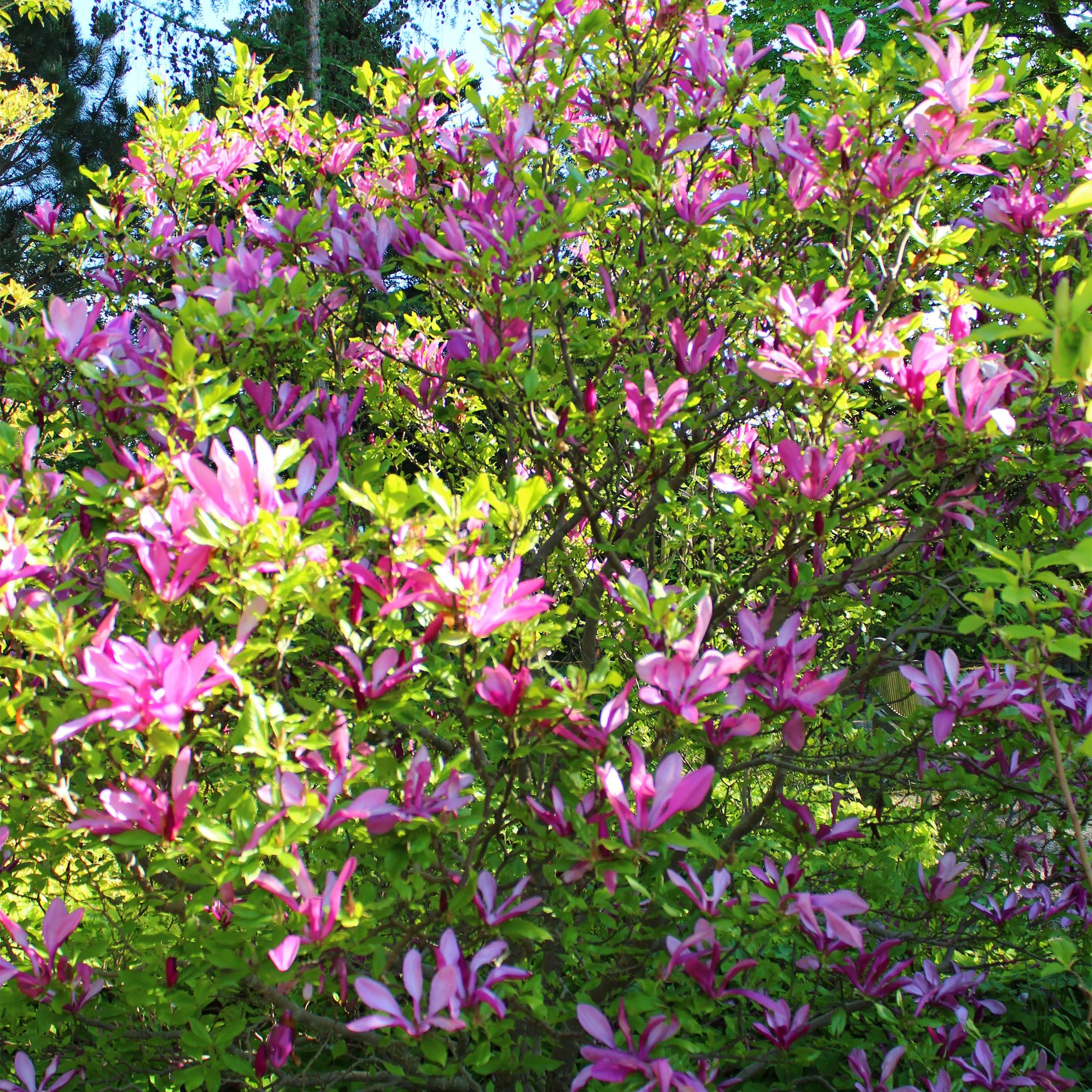 green-guardia-magnolie-susan-45-cm-dunkelrosa-17-cm-topf image 4