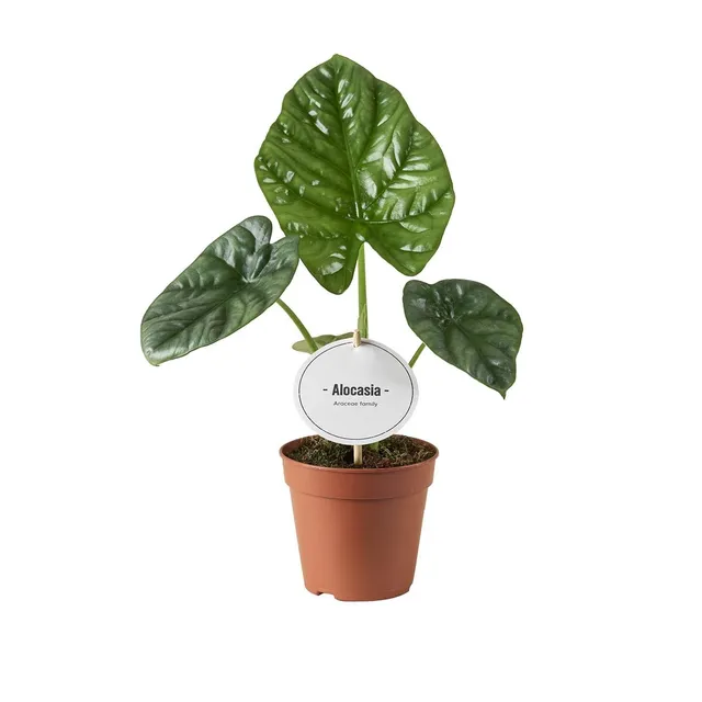 green-guardia-unsere-pflanzen-alocasia-lukiwan-elefantenohr-12cm image 1