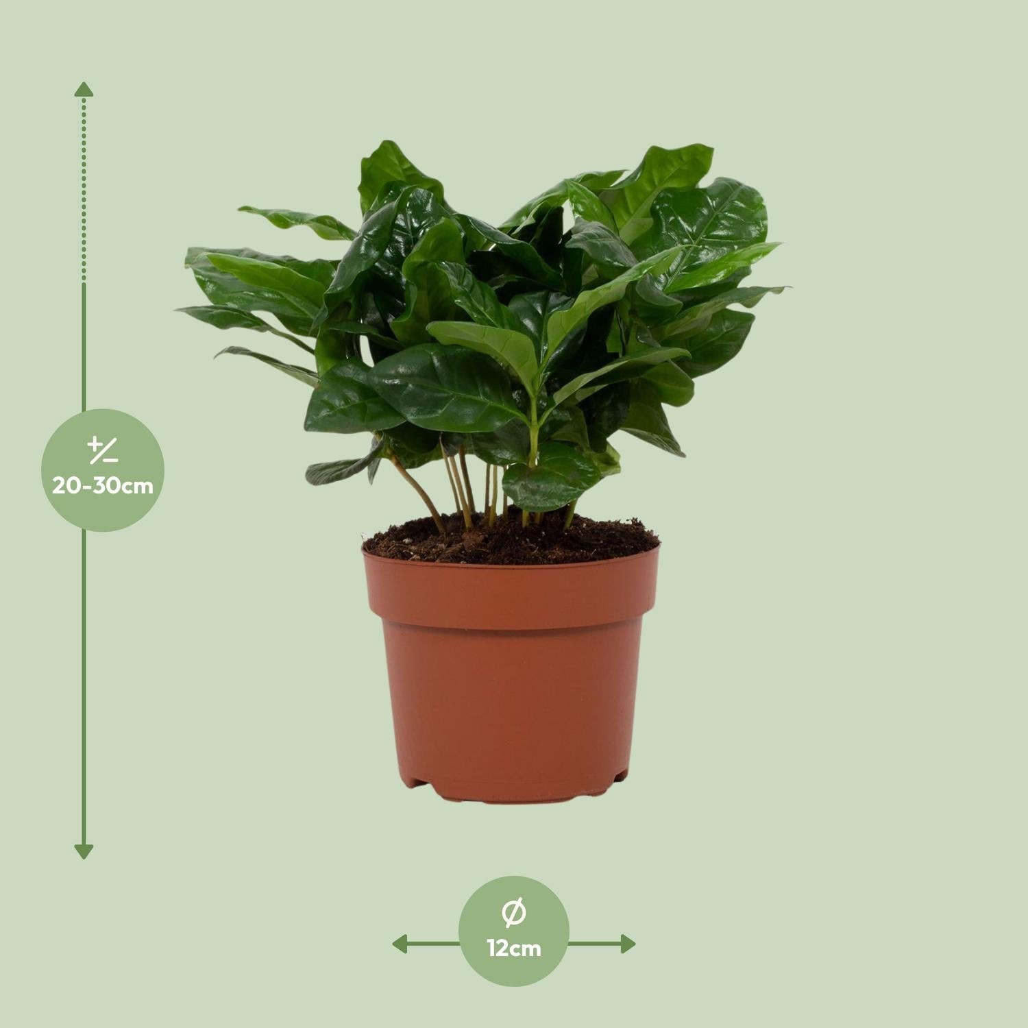 green-guardia-coffea-arabica-kaffeepflanze-12-cm-topf-22-30-cm image 4