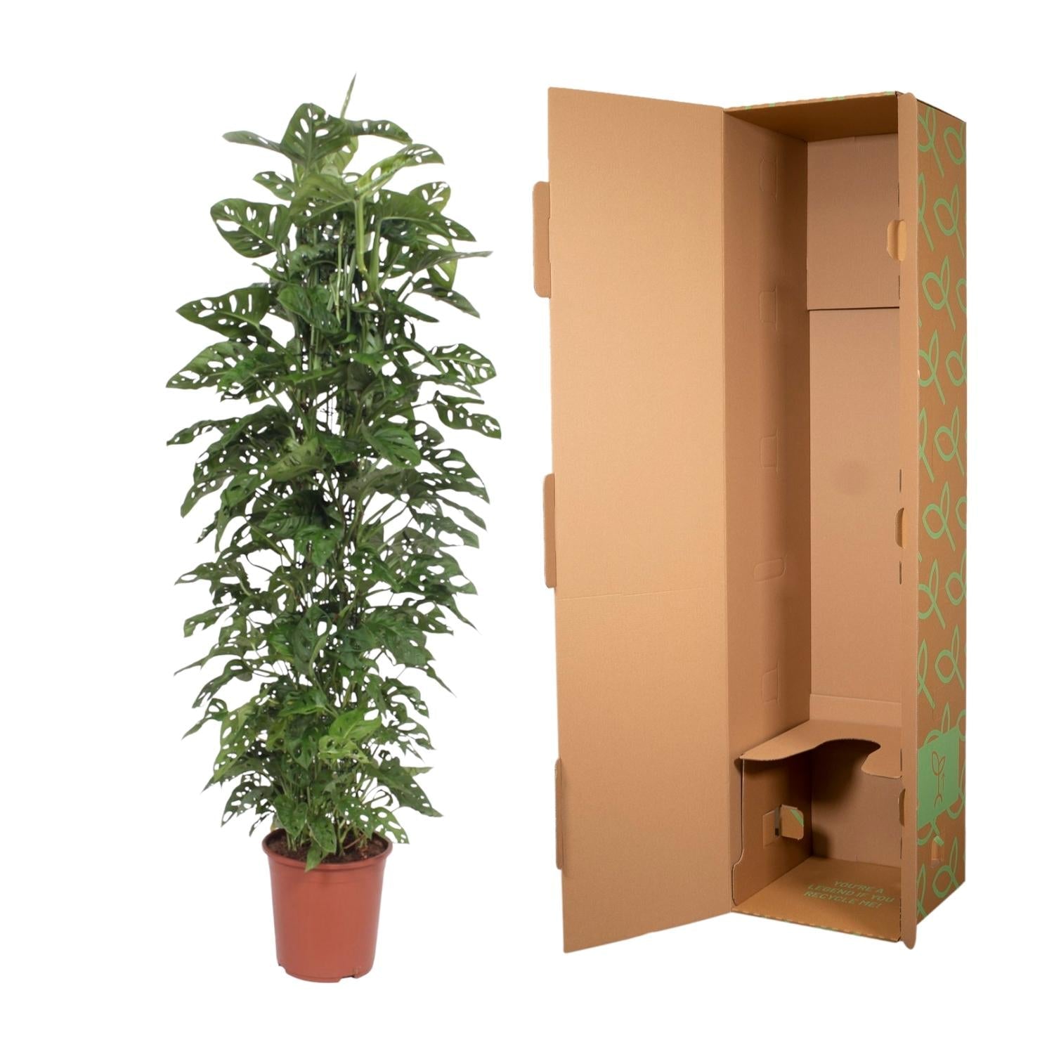 green-guardia-unsere-pflanzen-monstera-monkey-leaf-zimmerpflanze-12cm-30cm-pfleg image 3
