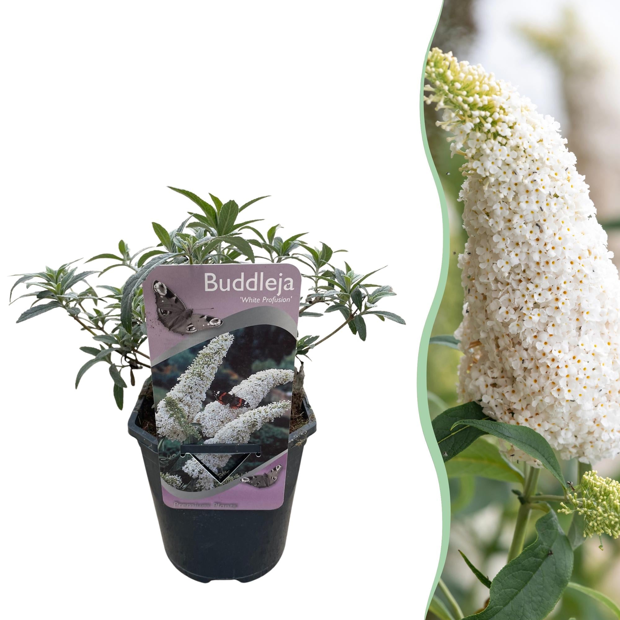 green-guardia-unsere-pflanzen-white-profusion-strauch-17cm-wei image 1