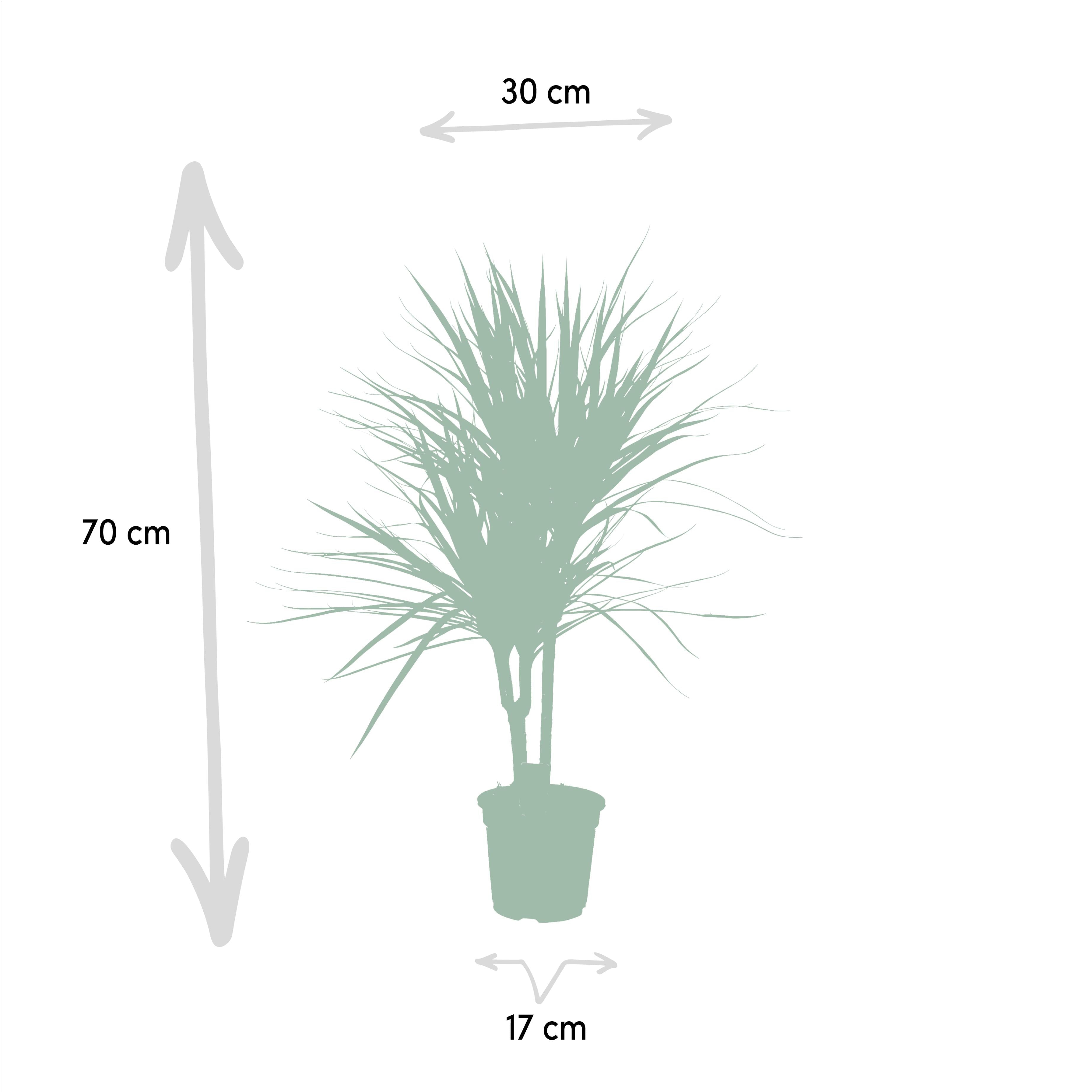 green-guardia-dracaena-marginata-drachenbaum-55-cm-pflegeleicht image 5