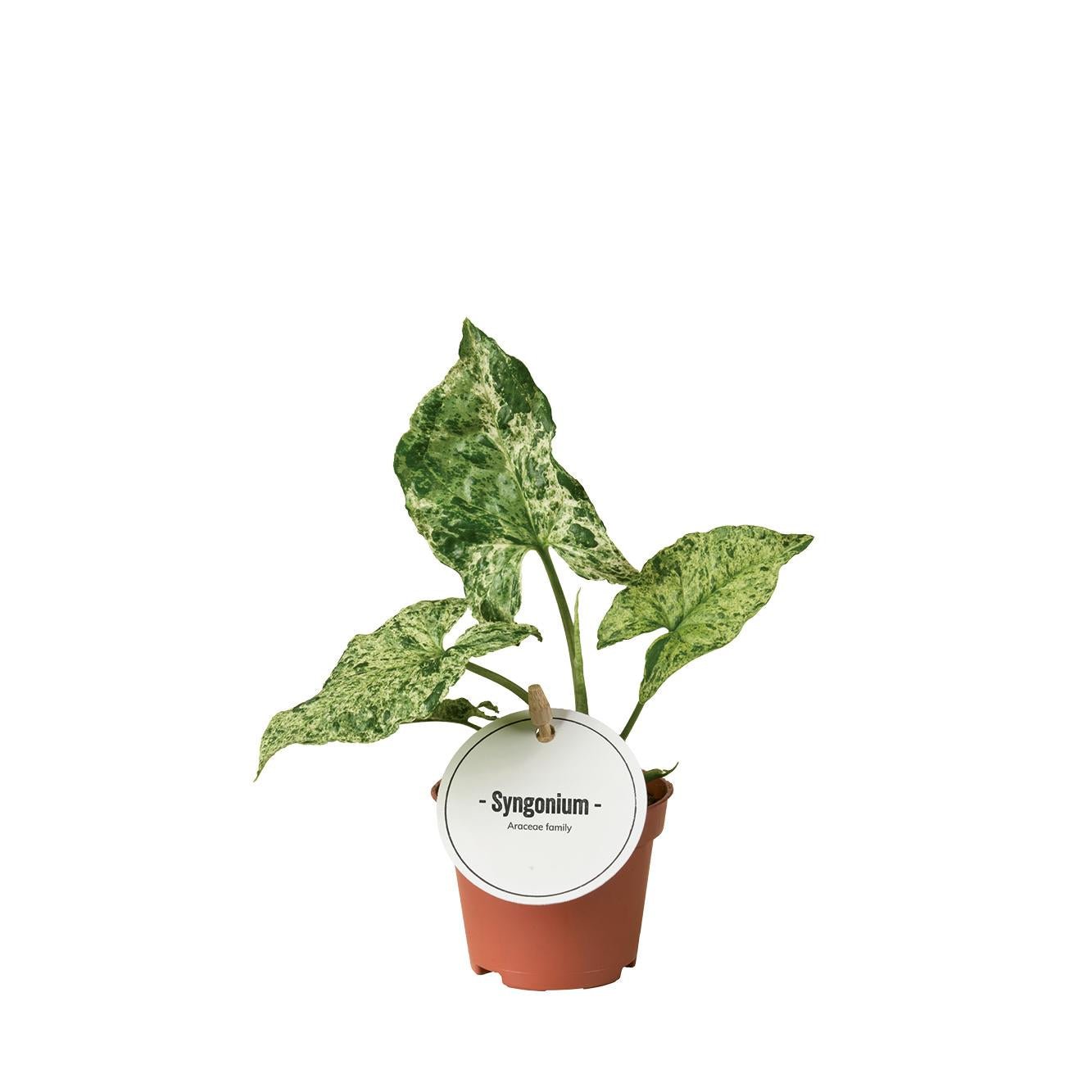green-guardia-unsere-pflanzen-syngonium-red-heart-pfeilblatt-30-cm image 4