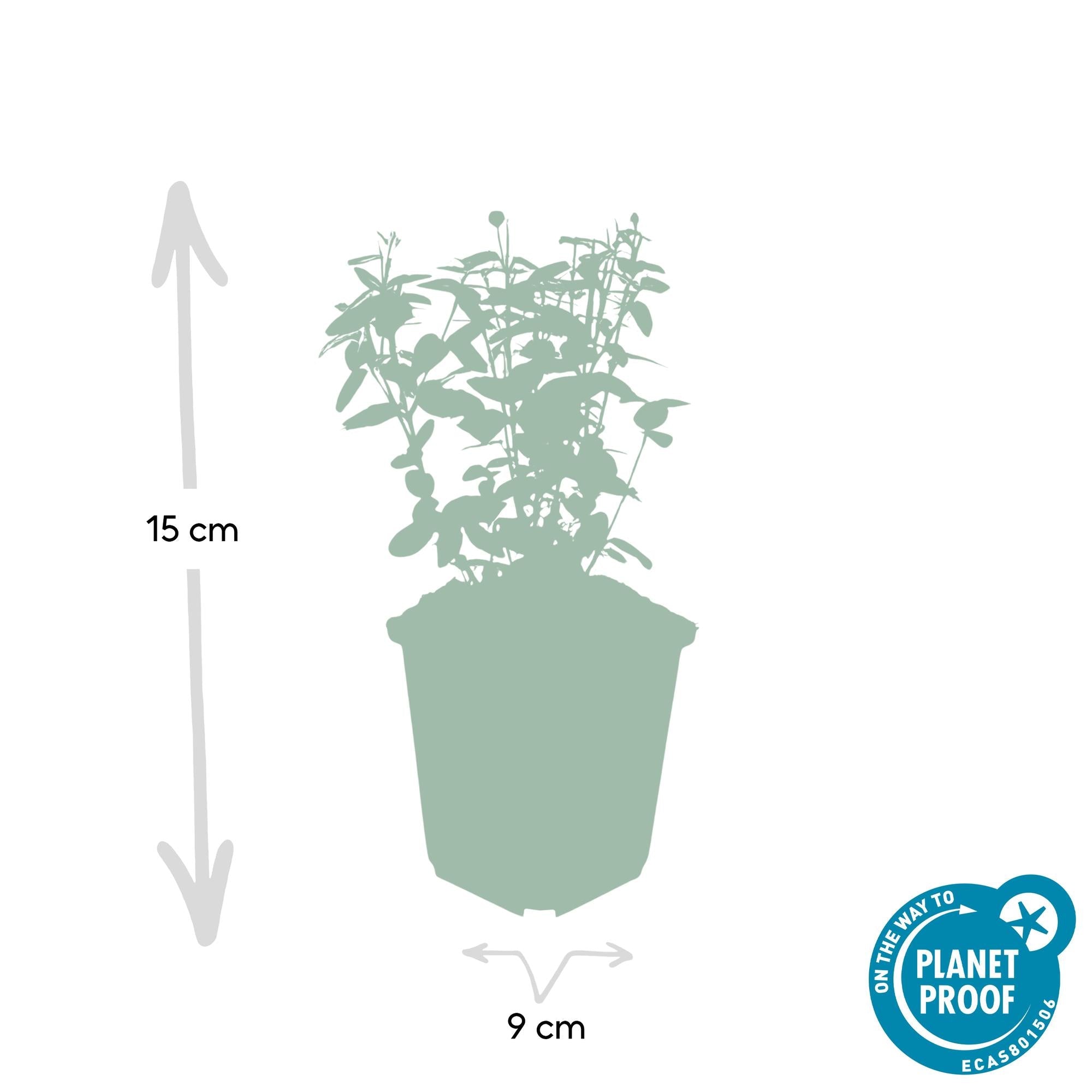 green-guardia-spindelstrauch-radicans-6-pflanzen-9-cm-topf image 2