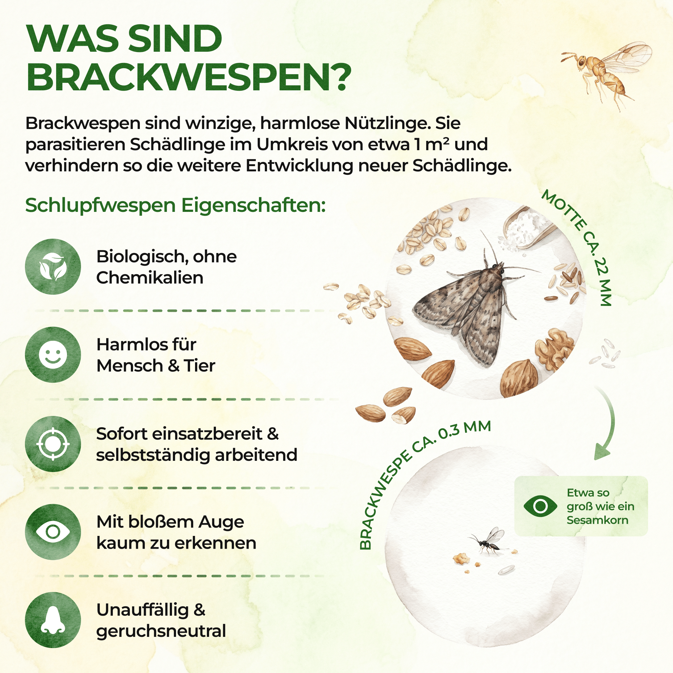 green-guardia-weitere-n-tzlinge-brackwespen-lebensmittelmotten-40-st-ck-20m image 3