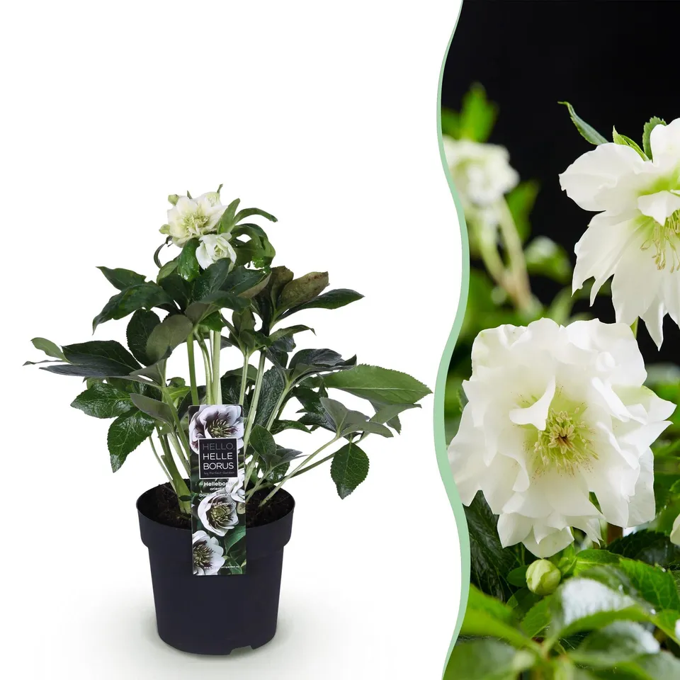 green-guardia-unsere-pflanzen-helleborus-double-ellen-white-topf image 1