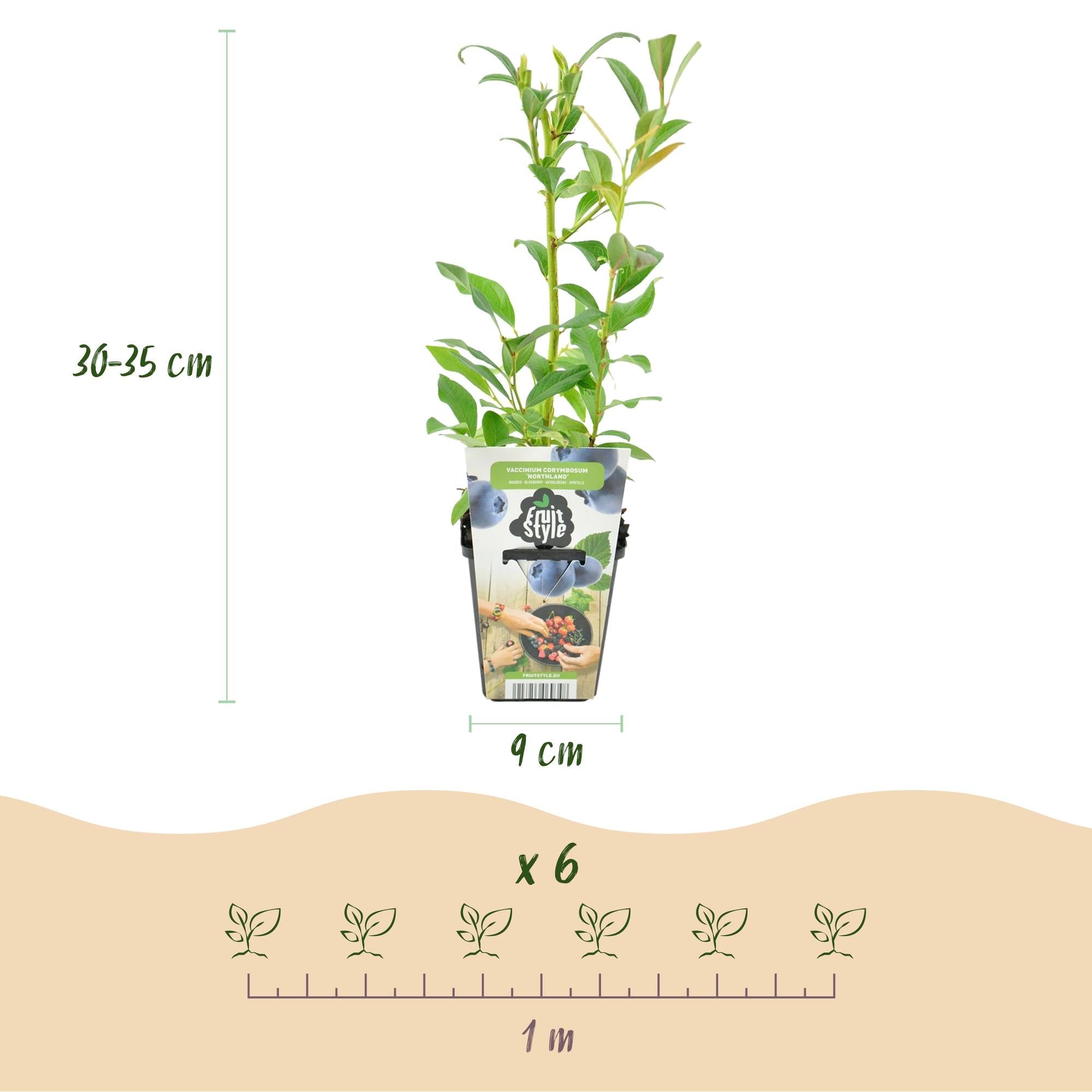 green-guardia-unsere-pflanzen-blaubeere-northland-obstpflanze-3x-im-9-cm-topf image 2