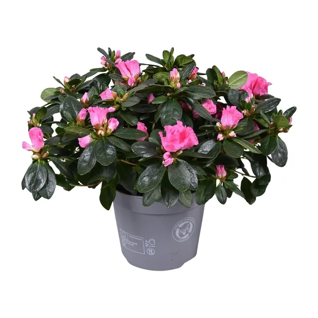 green-guardia-unsere-pflanzen-azalea-rose-vogel-zimmerpflanze-14cm-rosa image 1