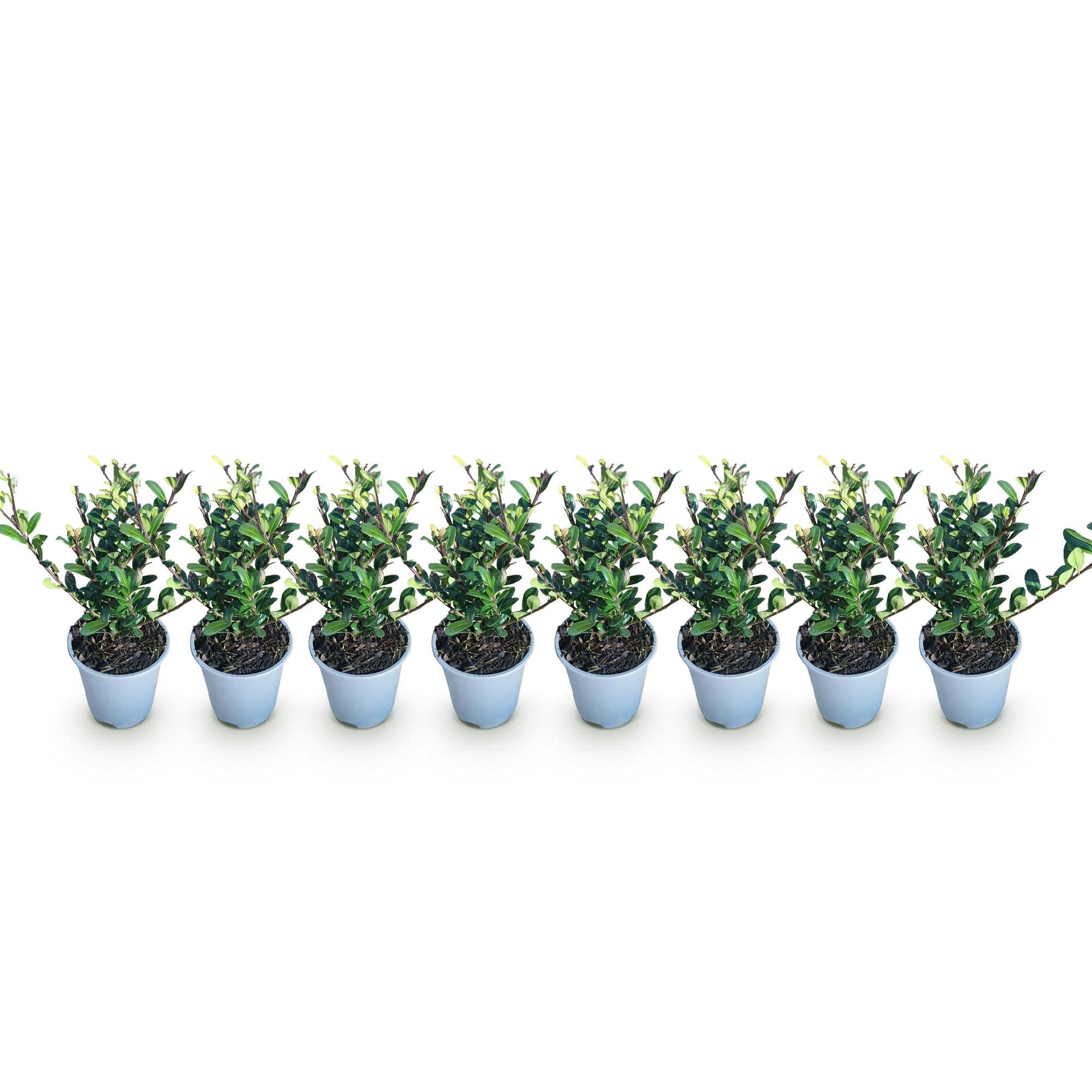 green-guardia-unsere-pflanzen-ilex-caroline-upright-hecke-8er-set-9cm image 3