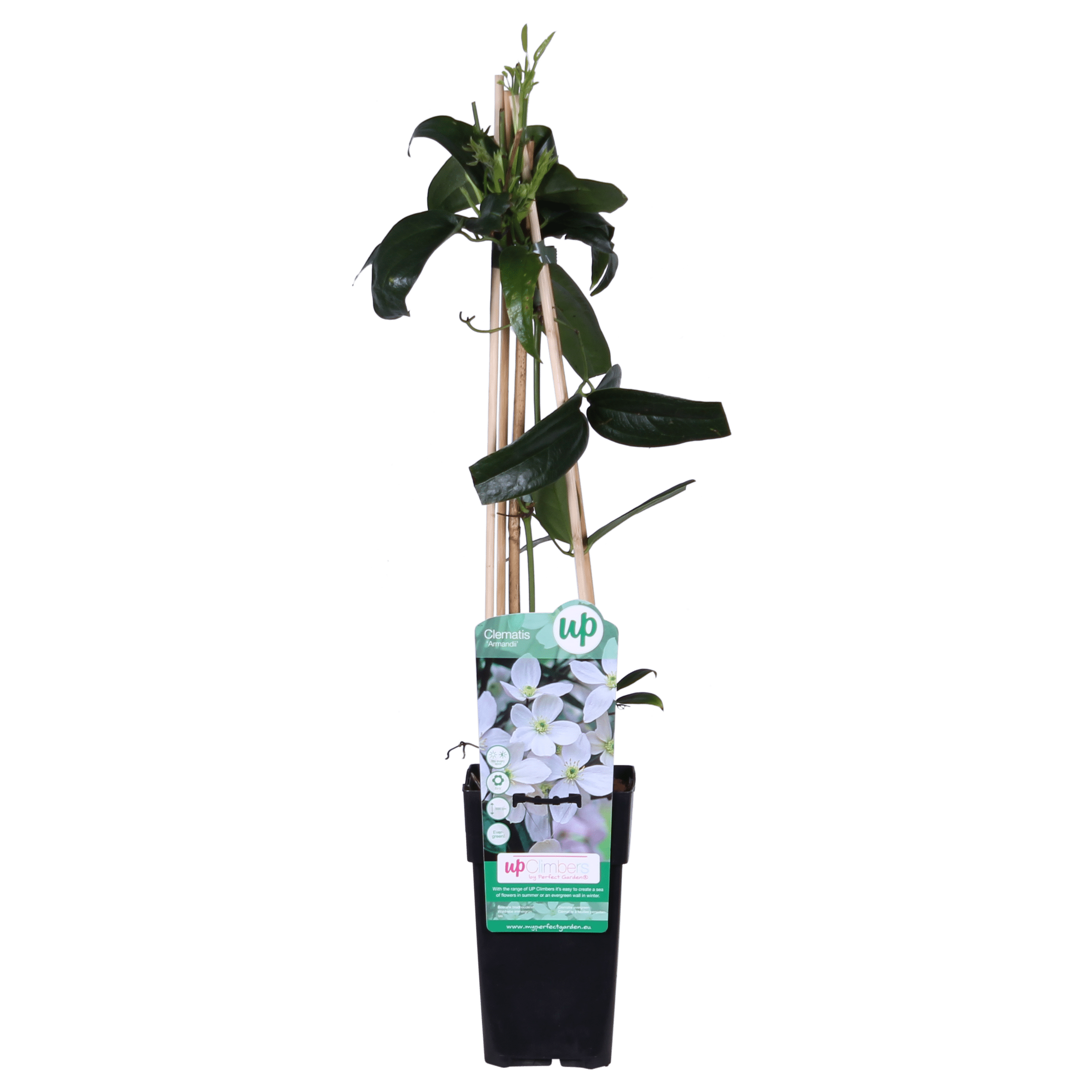 green-guardia-clematis-armandii-kletterpflanze-1-pflanze-wei-immergr-n image 1