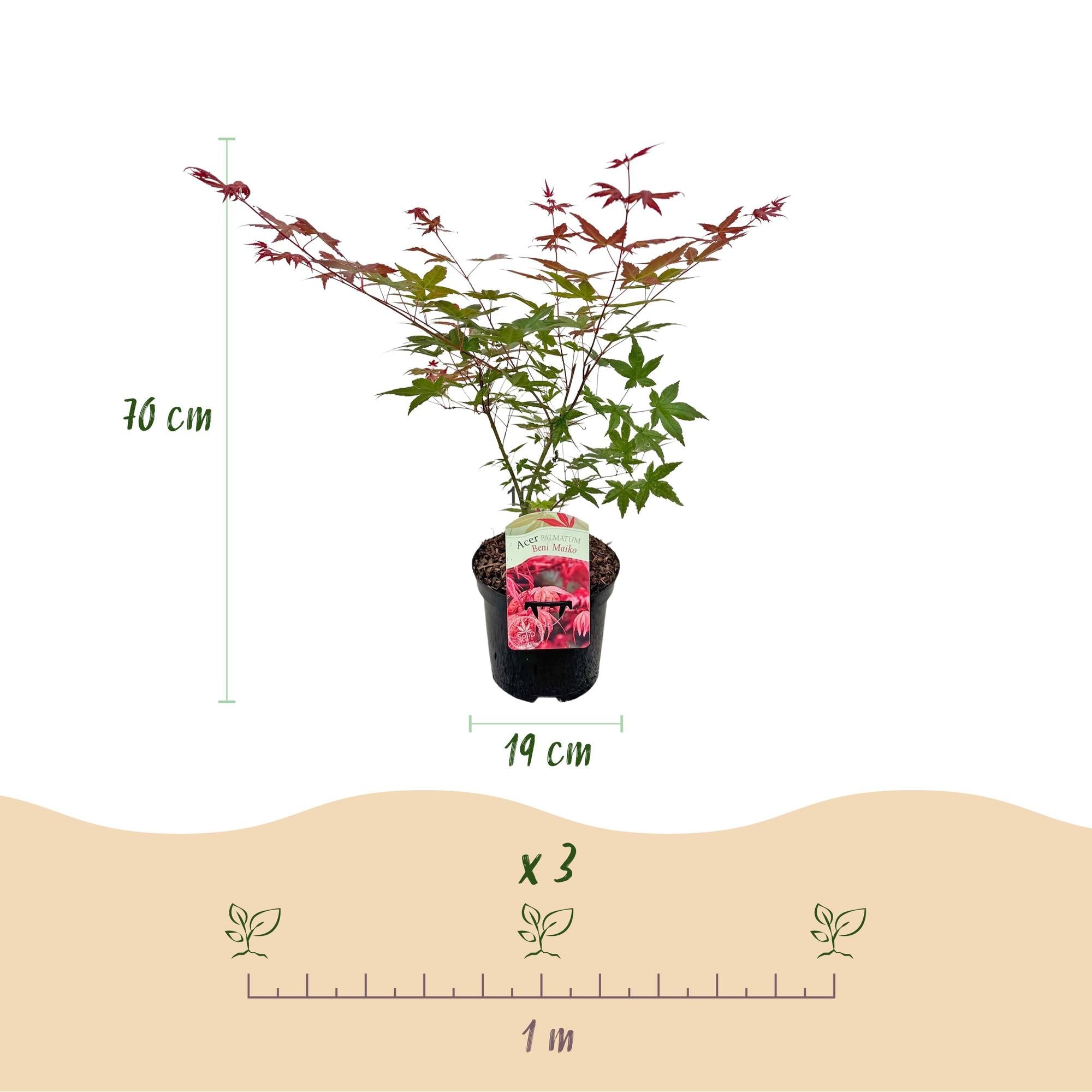 green-guardia-acer-beni-maiko-japanischer-ahorn-70cm-19cm image 2