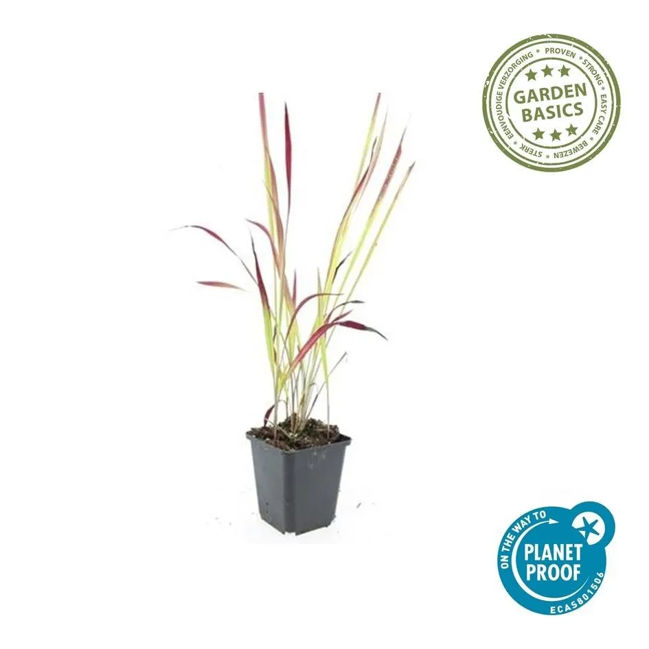 green-guardia-unsere-pflanzen-blutgras-red-baron-6x-rot-9-cm-topf image 1