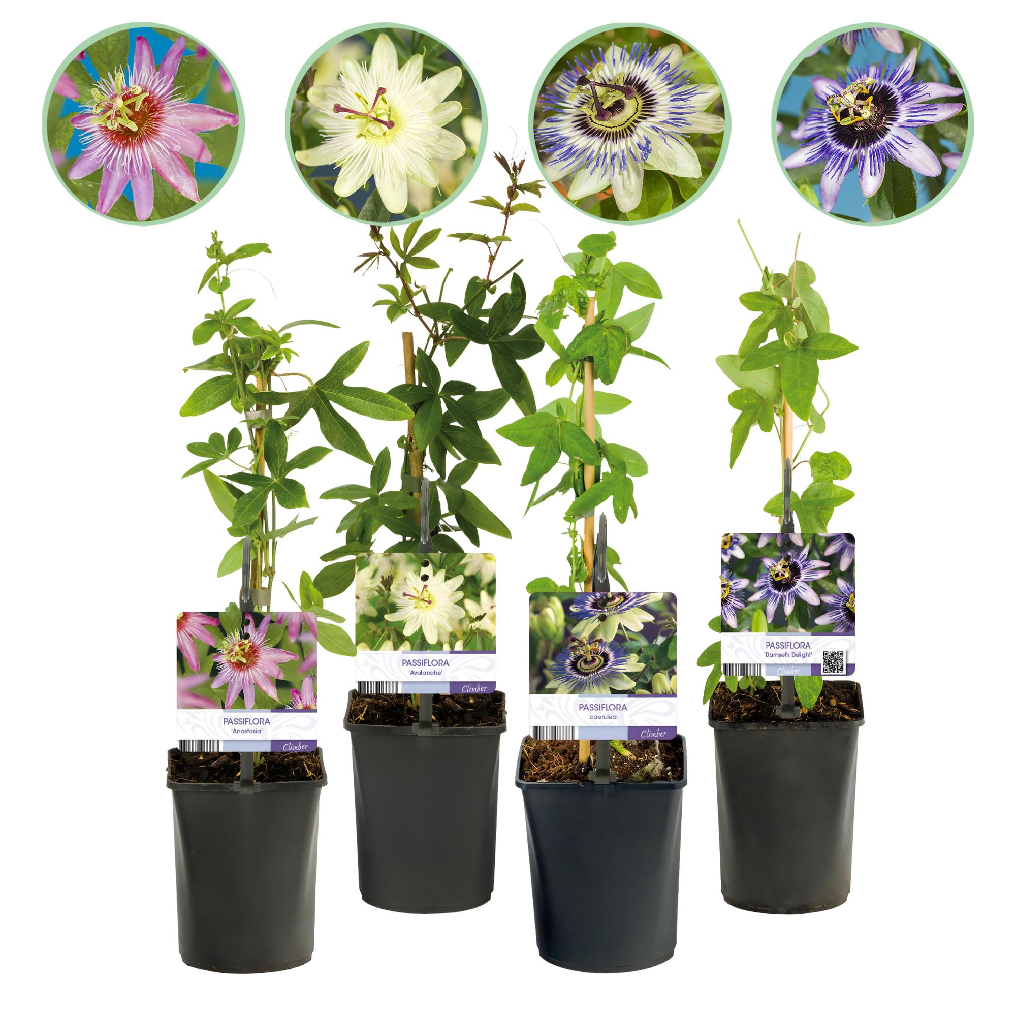 green-guardia-passiflora-rainbow-passionsblume-4er-rosa-40cm image 1