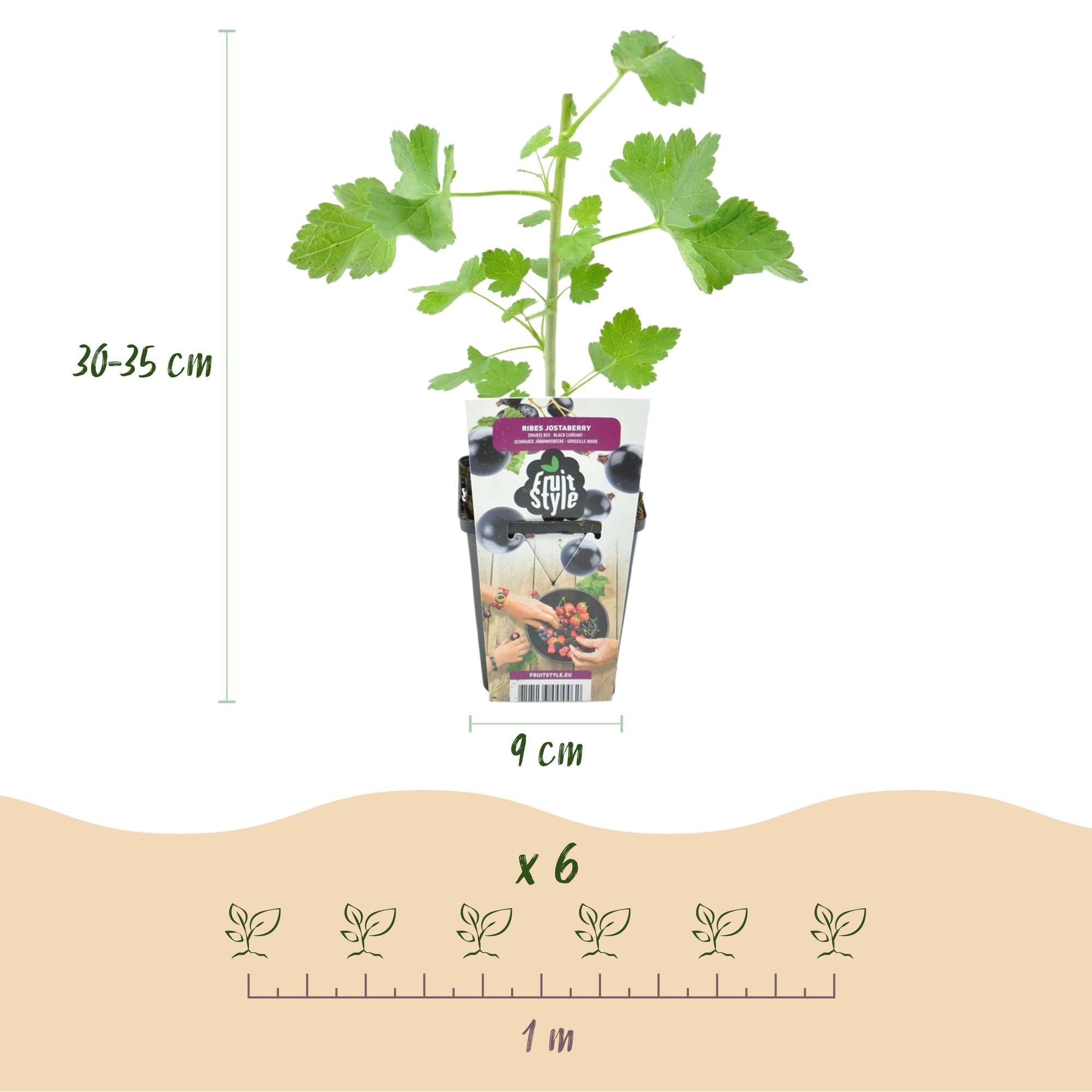 green-guardia-unsere-pflanzen-jostabeere-ribes-9-cm-topf-beeren image 2