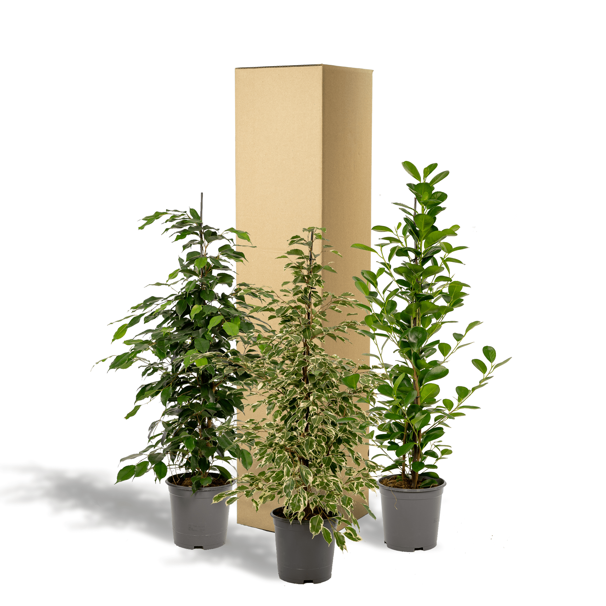 green-guardia-ficus-zimmerpflanzen-set-3x-21cm-95cm image 2