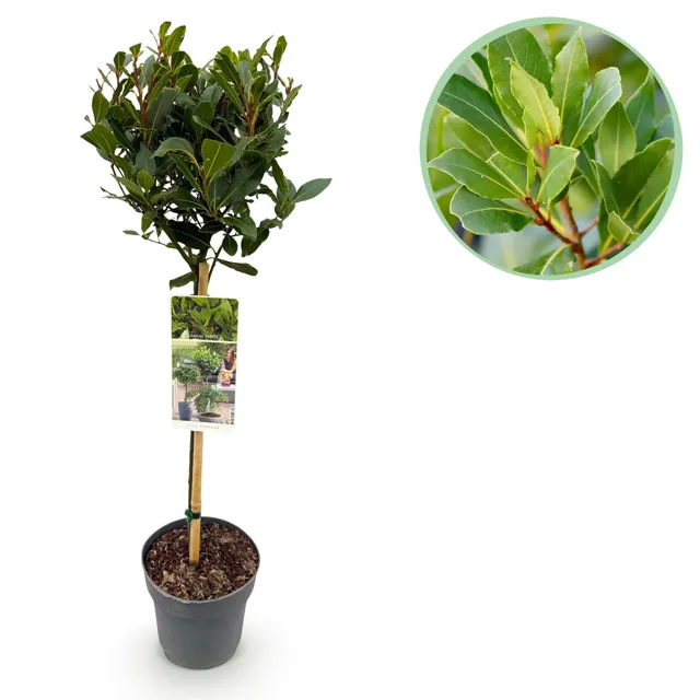 green-guardia-laurus-nobilis-lorbeerbaum-90cm-stamm image 1