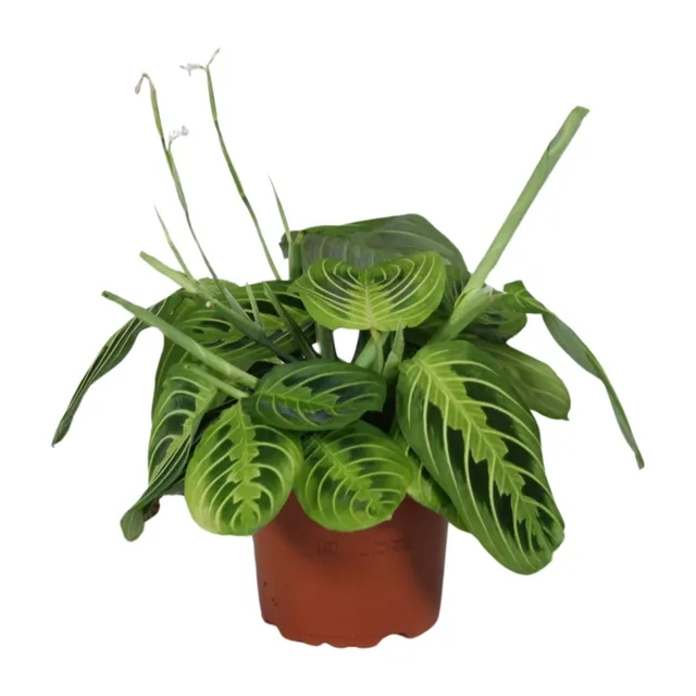 green-guardia-maranta-fascinator-lemon-lime-12cm-topf-30cm image 1