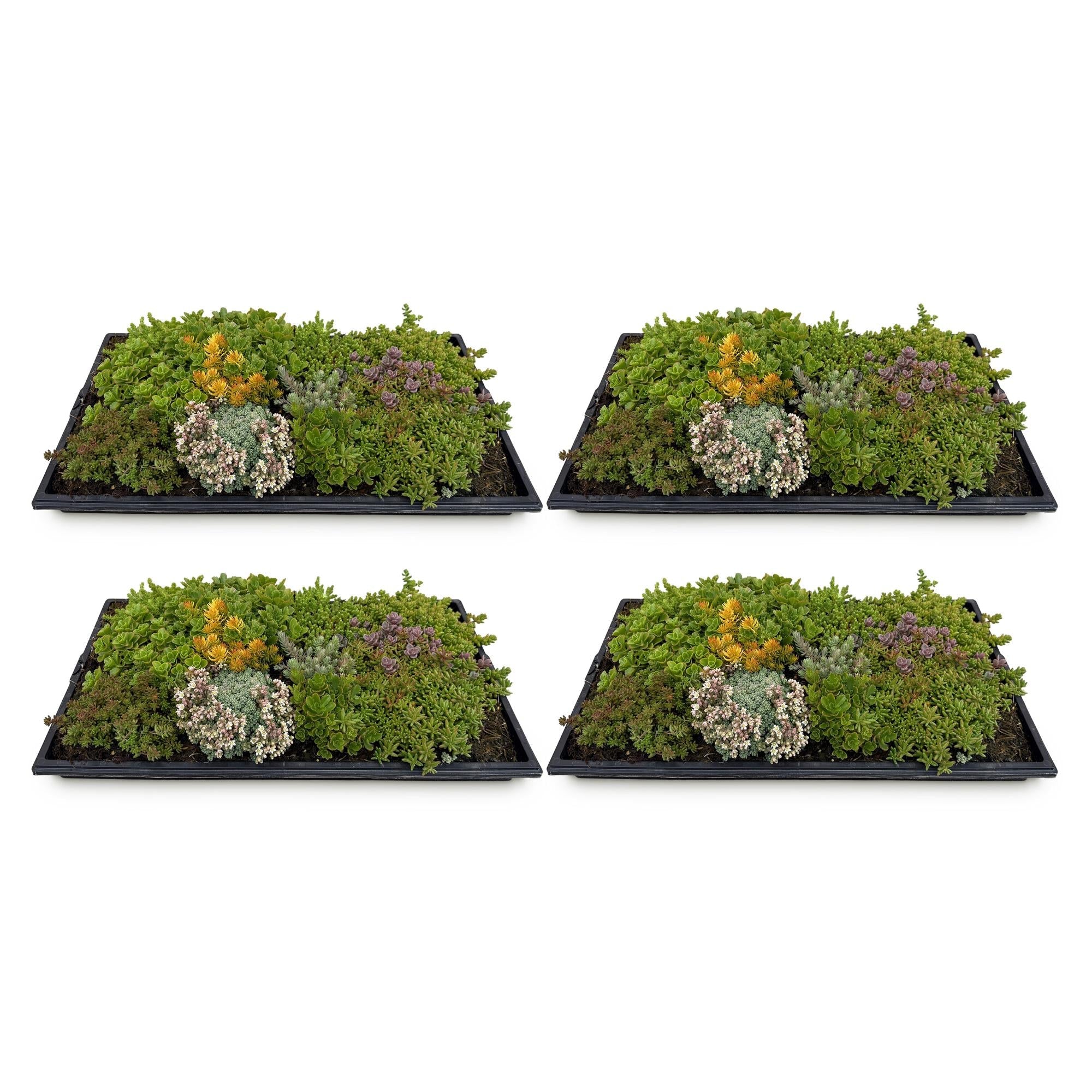 green-guardia-unsere-pflanzen-sedummatte-bodendecker-50x30-cm-10-sorten image 2