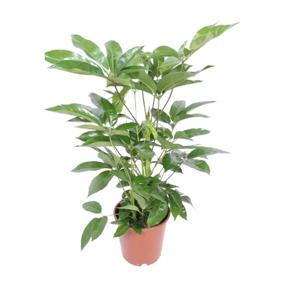 green-guardia-schefflera-amate-strahlenaralie-24-cm-100-cm image 1