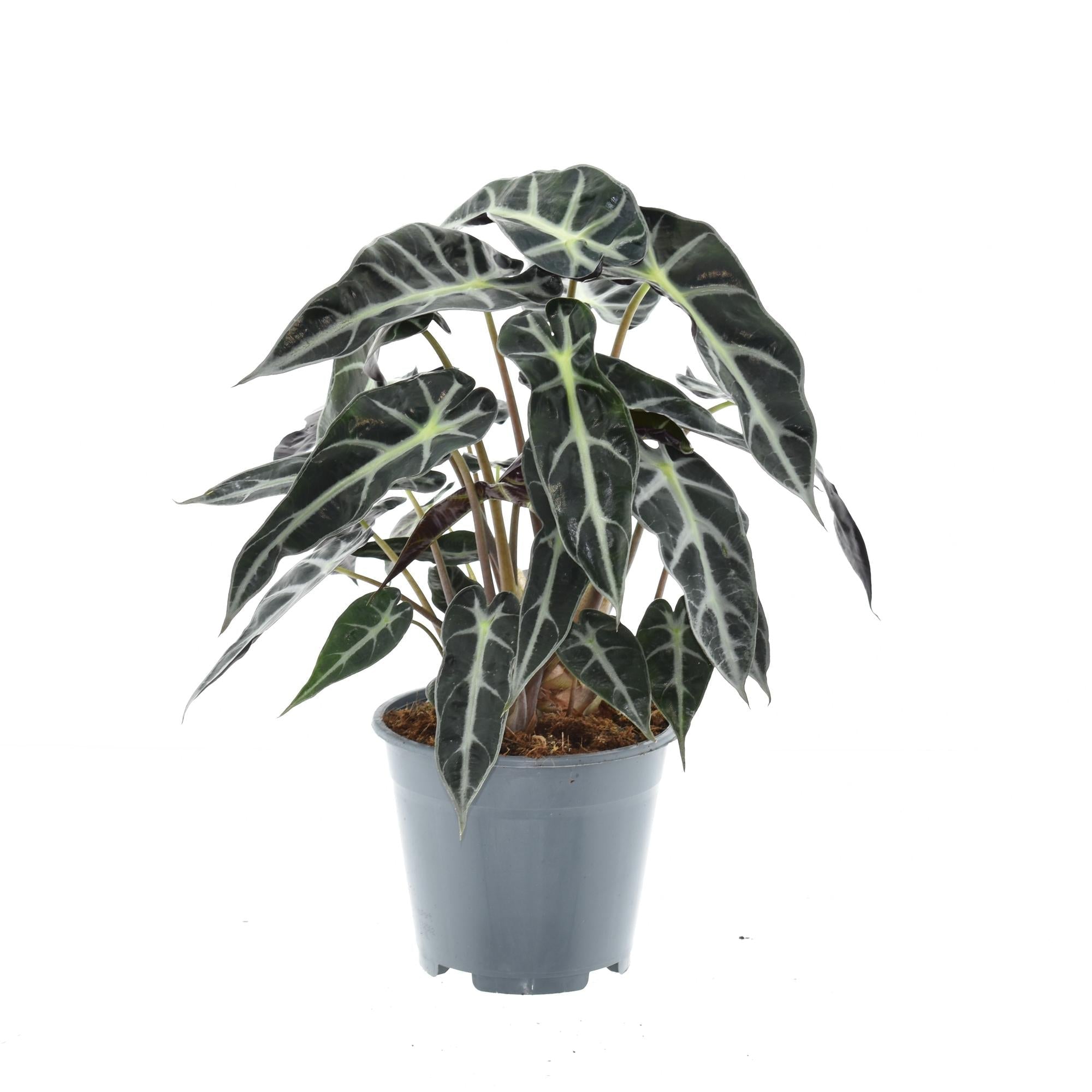 green-guardia-alocasia-bambino-arrow-elefantenohr-14cm-40cm image 1