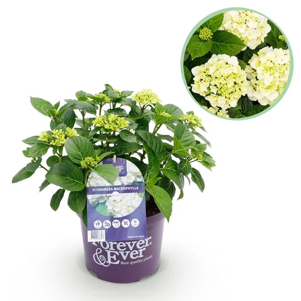 green-guardia-unsere-pflanzen-forever-ever-hortensie-wei-1x-pflanze image 1