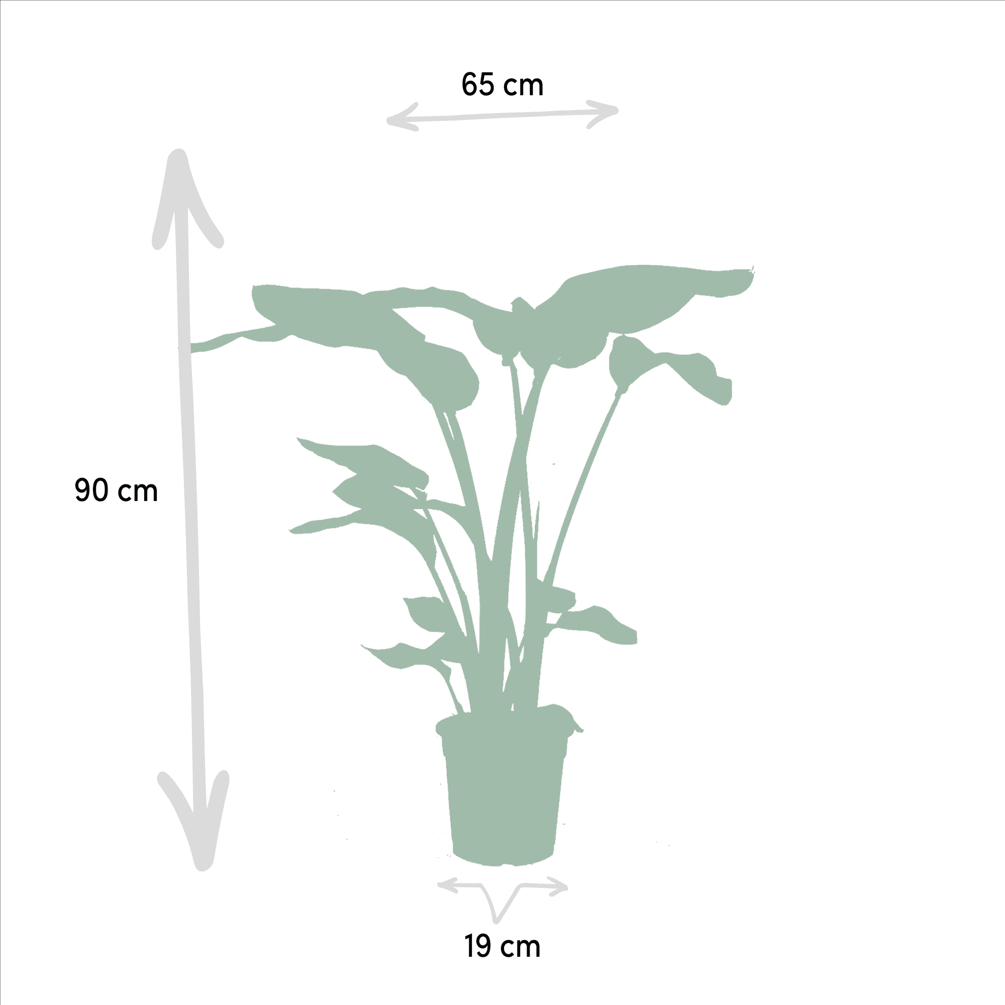 green-guardia-unsere-pflanzen-monstera-trio-zimmerpflanze-3er-set-75-85-cm image 3