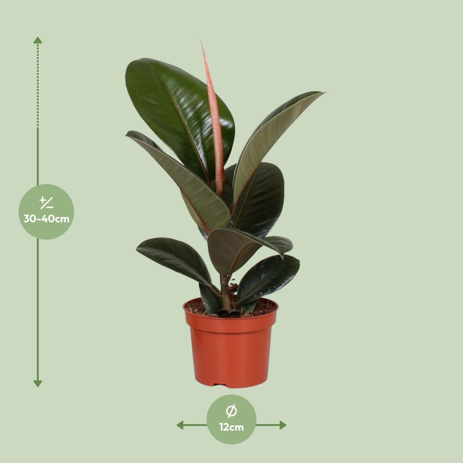 green-guardia-unsere-pflanzen-ficus-elastica-robusta-gummibaum-55cm image 3