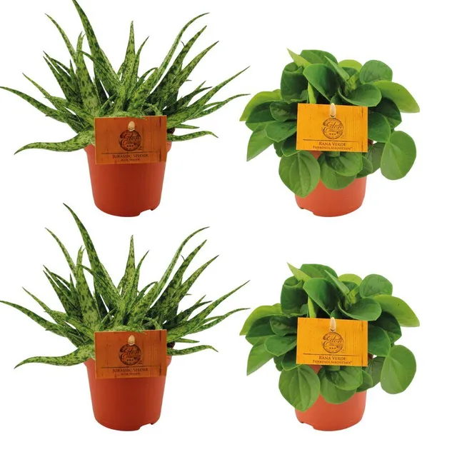 green-guardia-unsere-pflanzen-aloe-spider-zimmerpflanzen-4er-set-10-5cm image 1