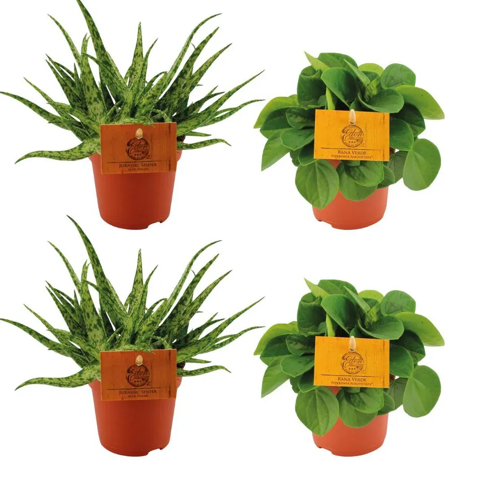 green-guardia-unsere-pflanzen-aloe-spider-zimmerpflanzen-4er-set-10-5cm image 1