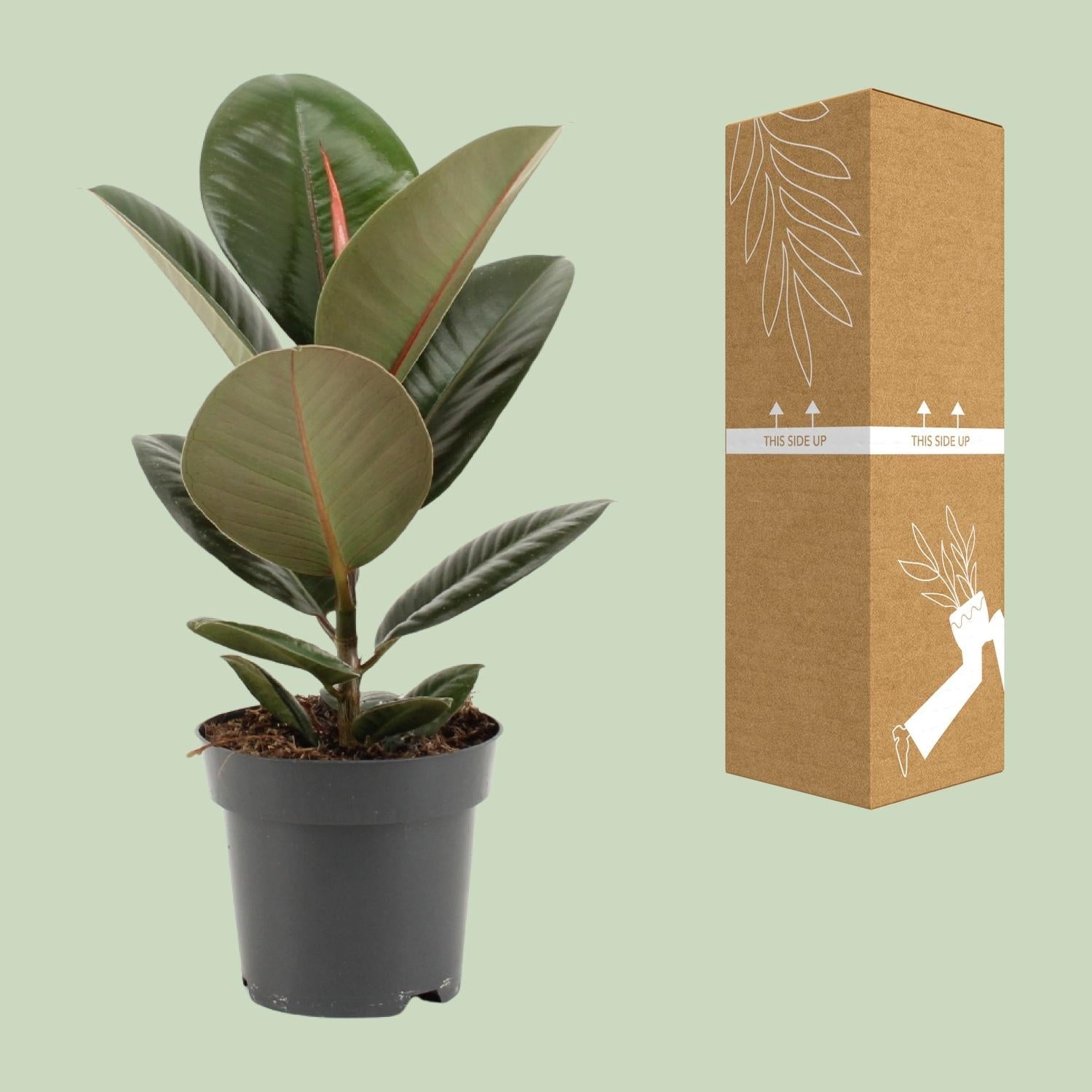 green-guardia-unsere-pflanzen-ficus-elastica-robusta-gummibaum-55cm image 2