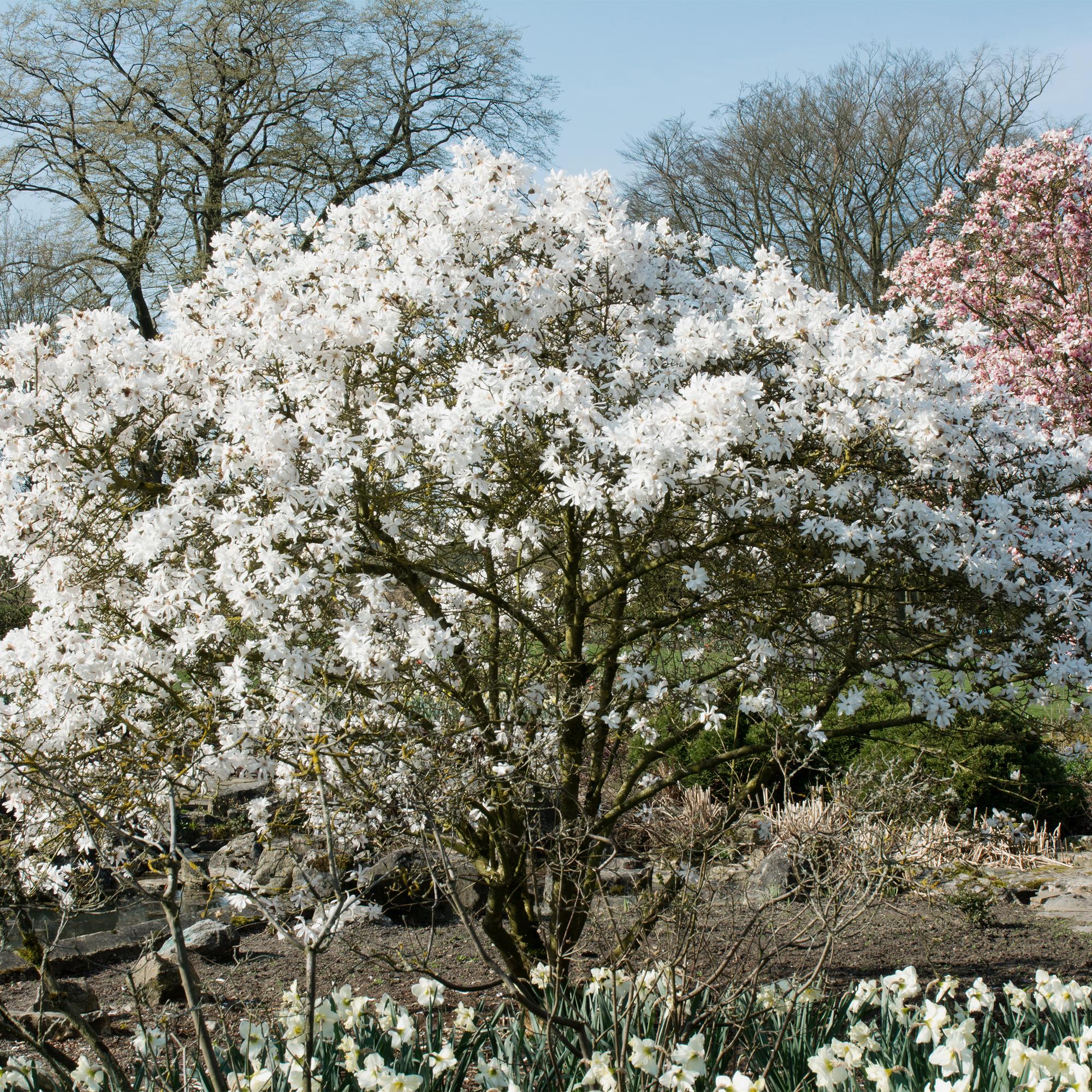 green-guardia-magnolia-stellata-zierstrauch-wei-45-cm image 4