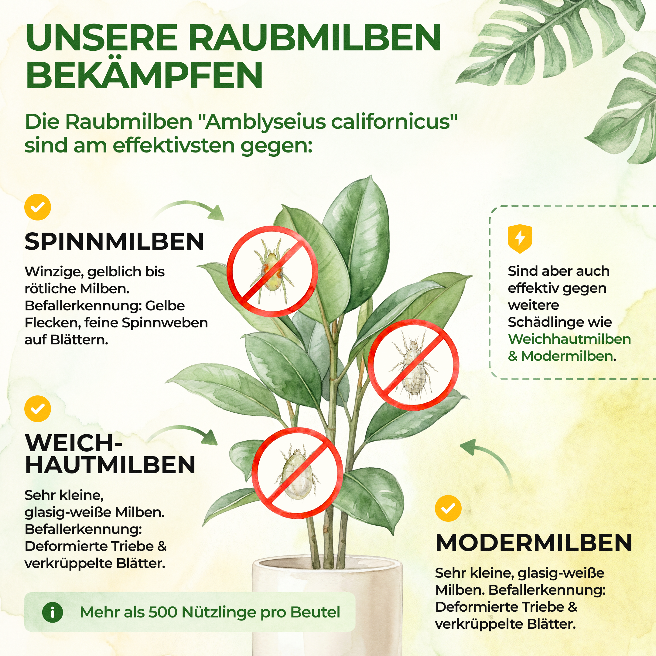 green-guardia-raubmilben-gegen-spinnmilben-1-t-te-n-tzlinge image 2