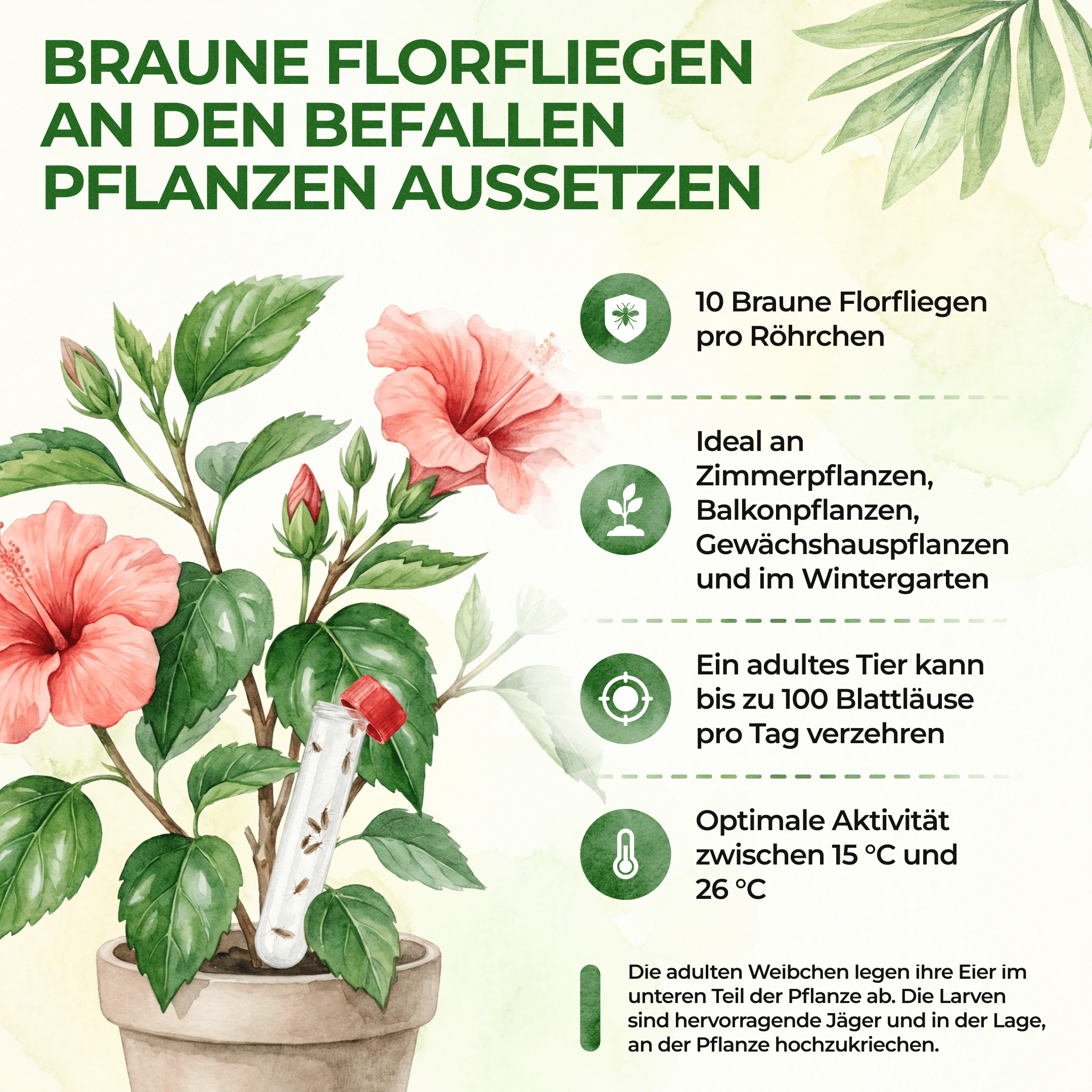 green-guardia-florfliegenlarven-braune-florfliegen-n-tzlinge-1x image 5