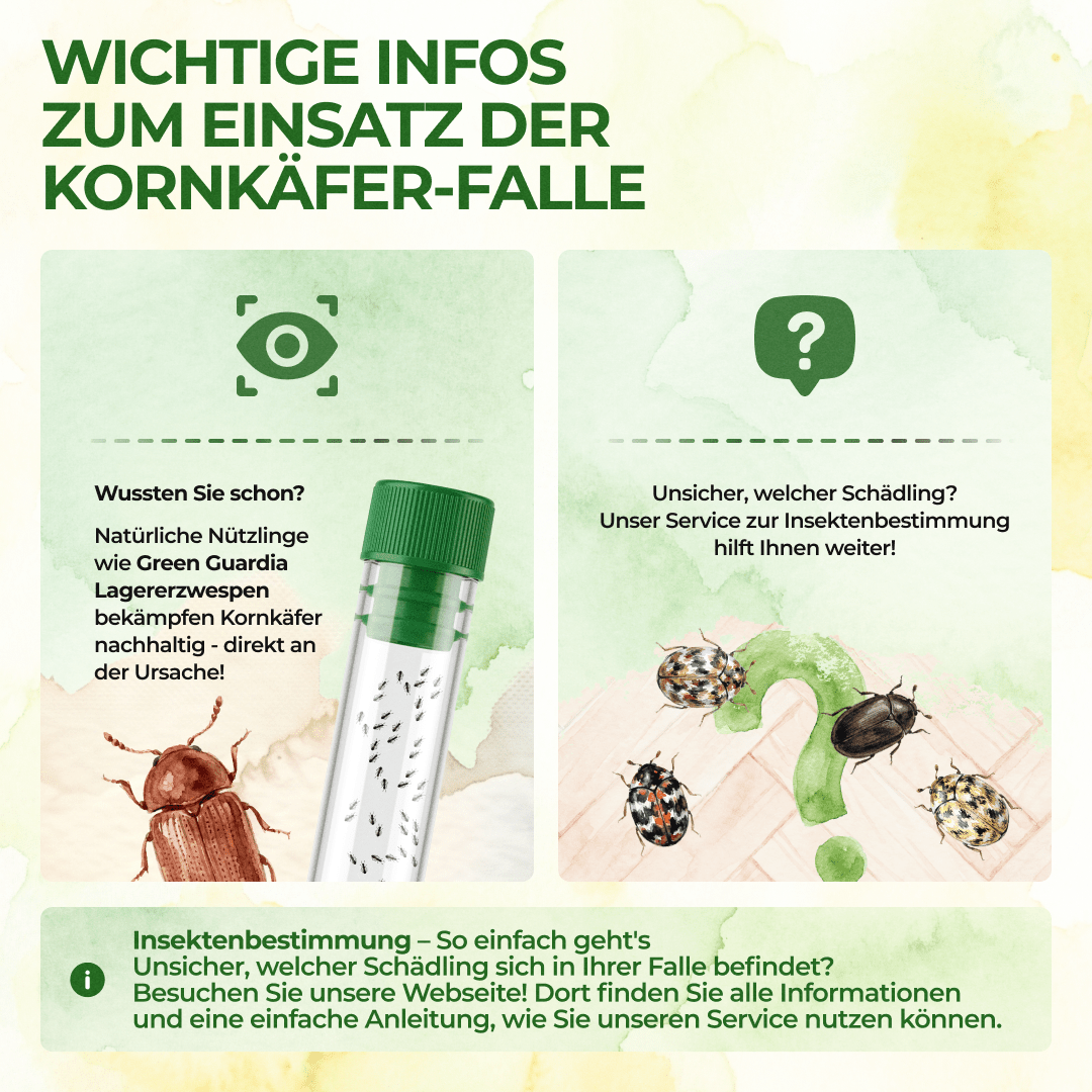 green-guardia-mehrweg-fallen-kornk-fer-falle-klebefalle-3-st-ck-giftfrei image 8