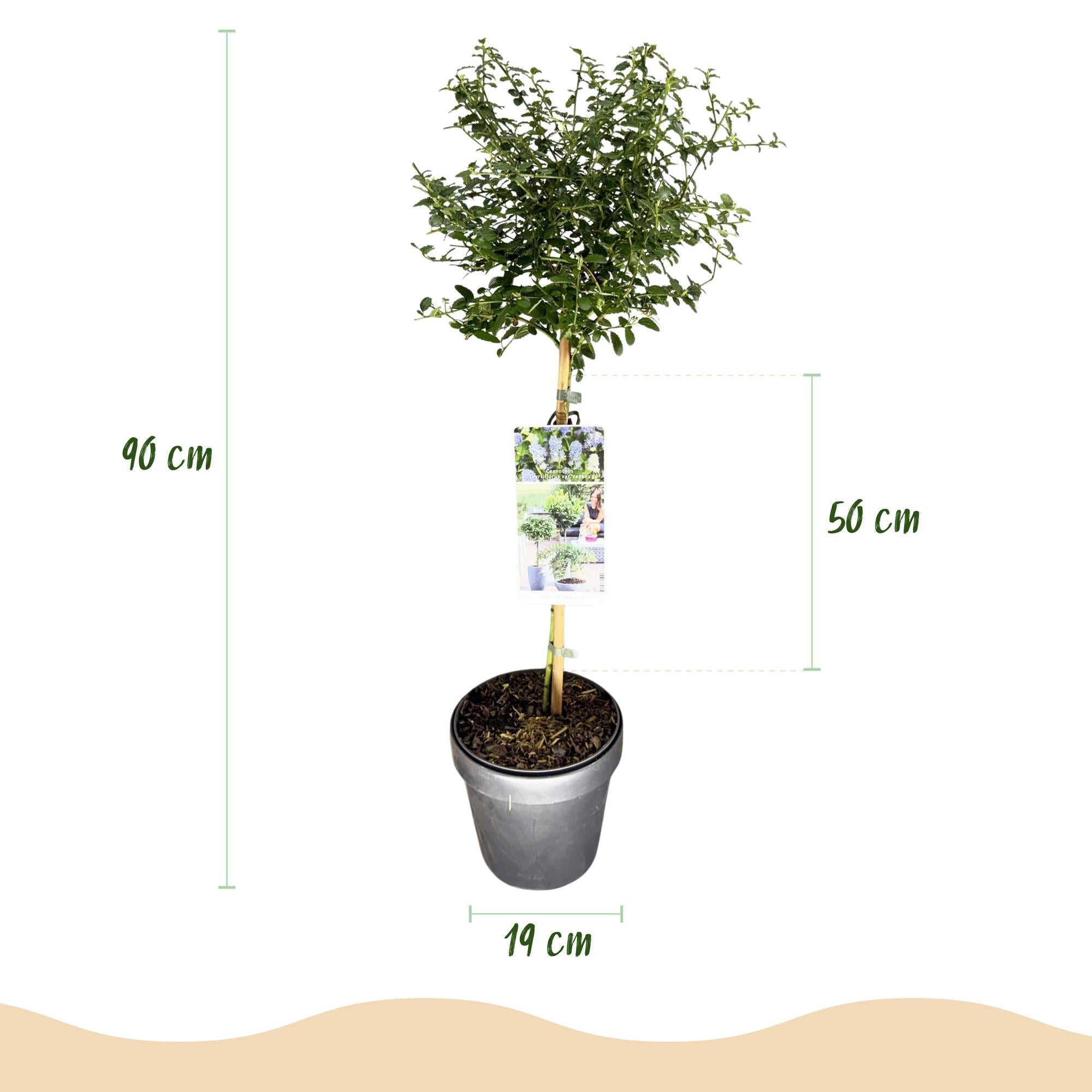 green-guardia-ceanothus-repens-strauch-19cm-topf-lila-blau image 2