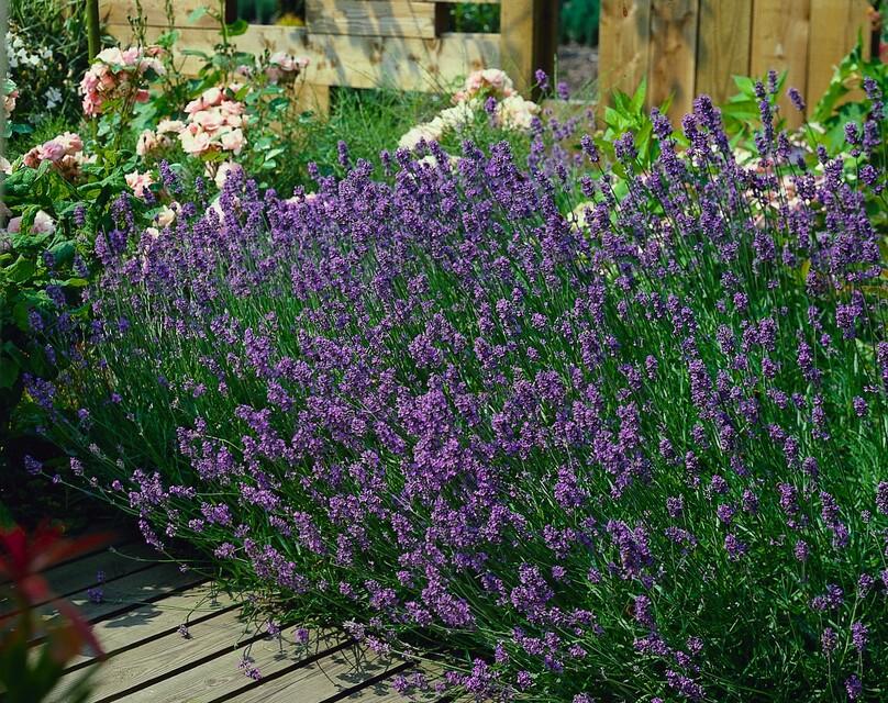 green-guardia-unsere-pflanzen-lavendel-munstead-duftpflanze-6-pflanzen image 3