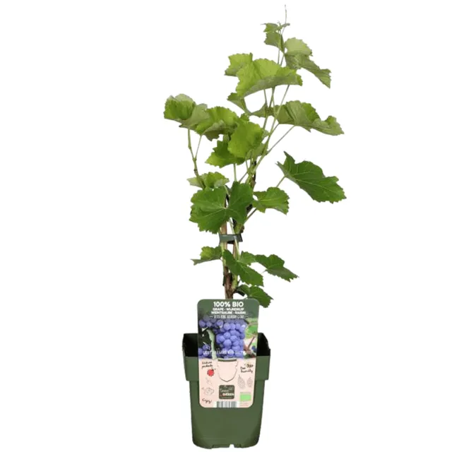 green-guardia-weinrebe-bio-kletterpflanze-3-pflanzen image 1