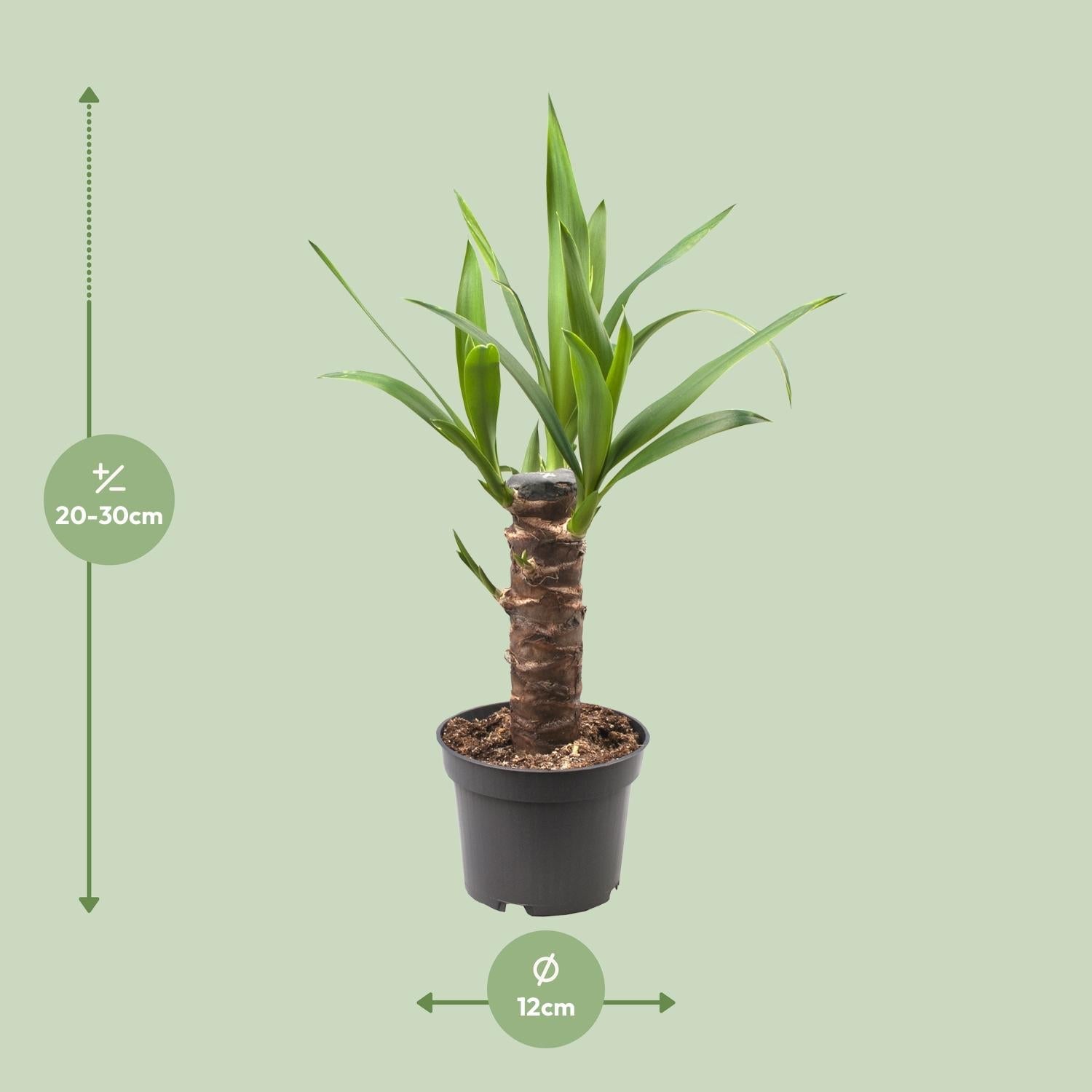 green-guardia-yucca-elephantipes-palmlilie-30cm image 5