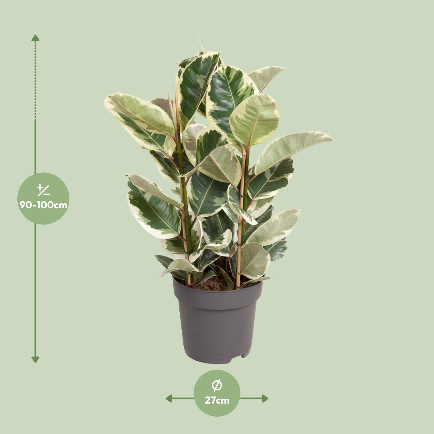 green-guardia-unsere-pflanzen-ficus-elastica-tineke-50cm image 4