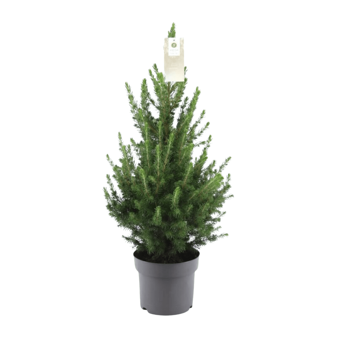 green-guardia-conica-zwergfichte-weihnachtsbaum-70-cm-topf image 2